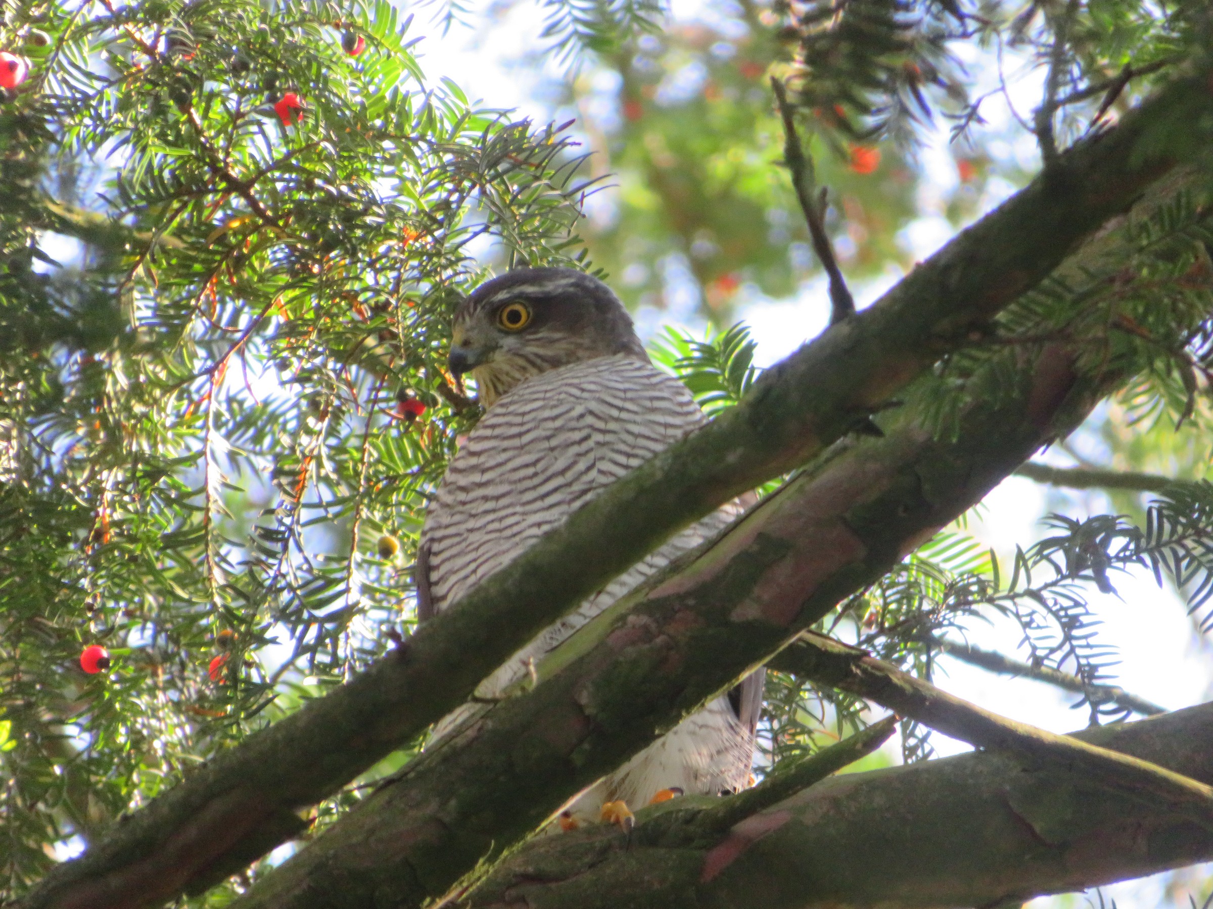 Eurasian Sparrowhawk