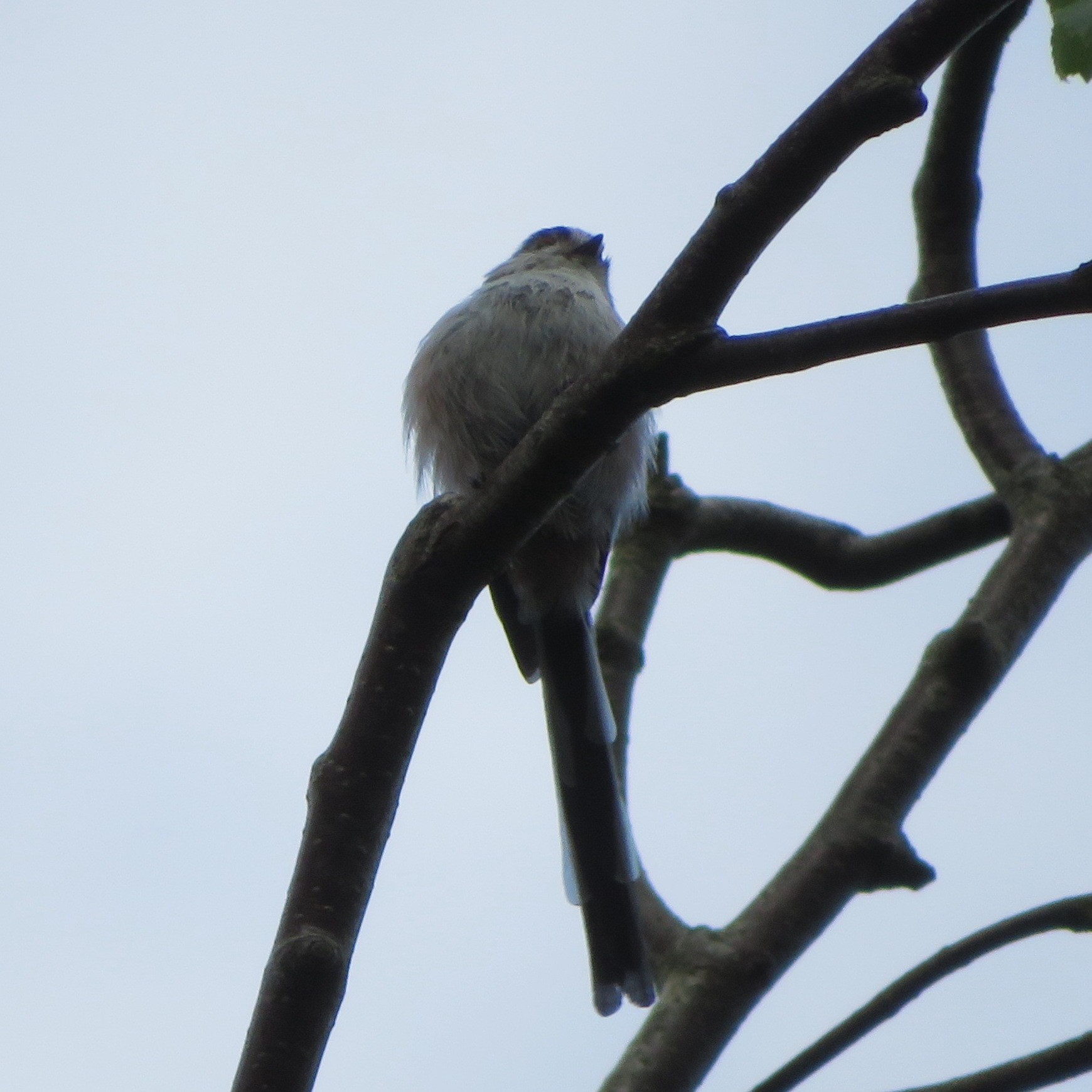 Long-tailed Tit