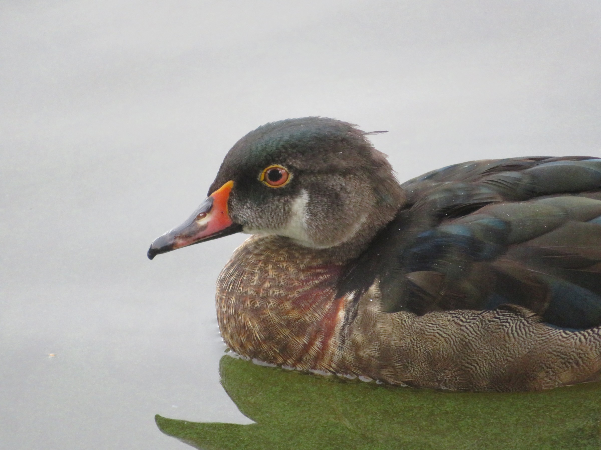 Wood Duck