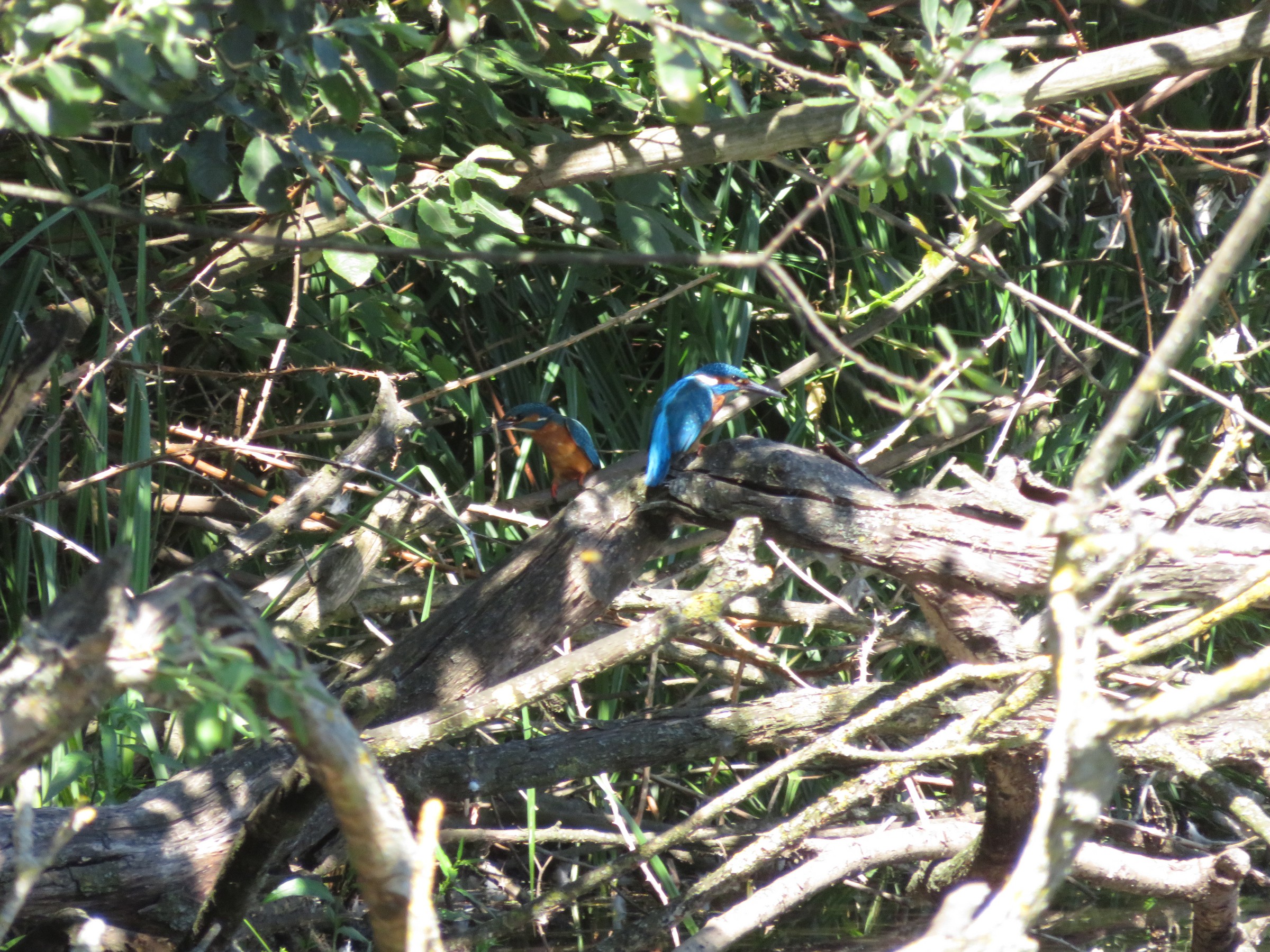 Common Kingfisher