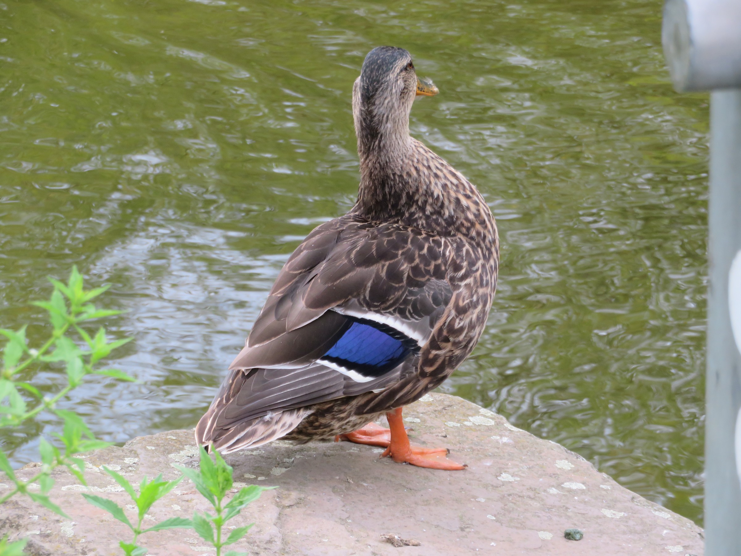 Mallard