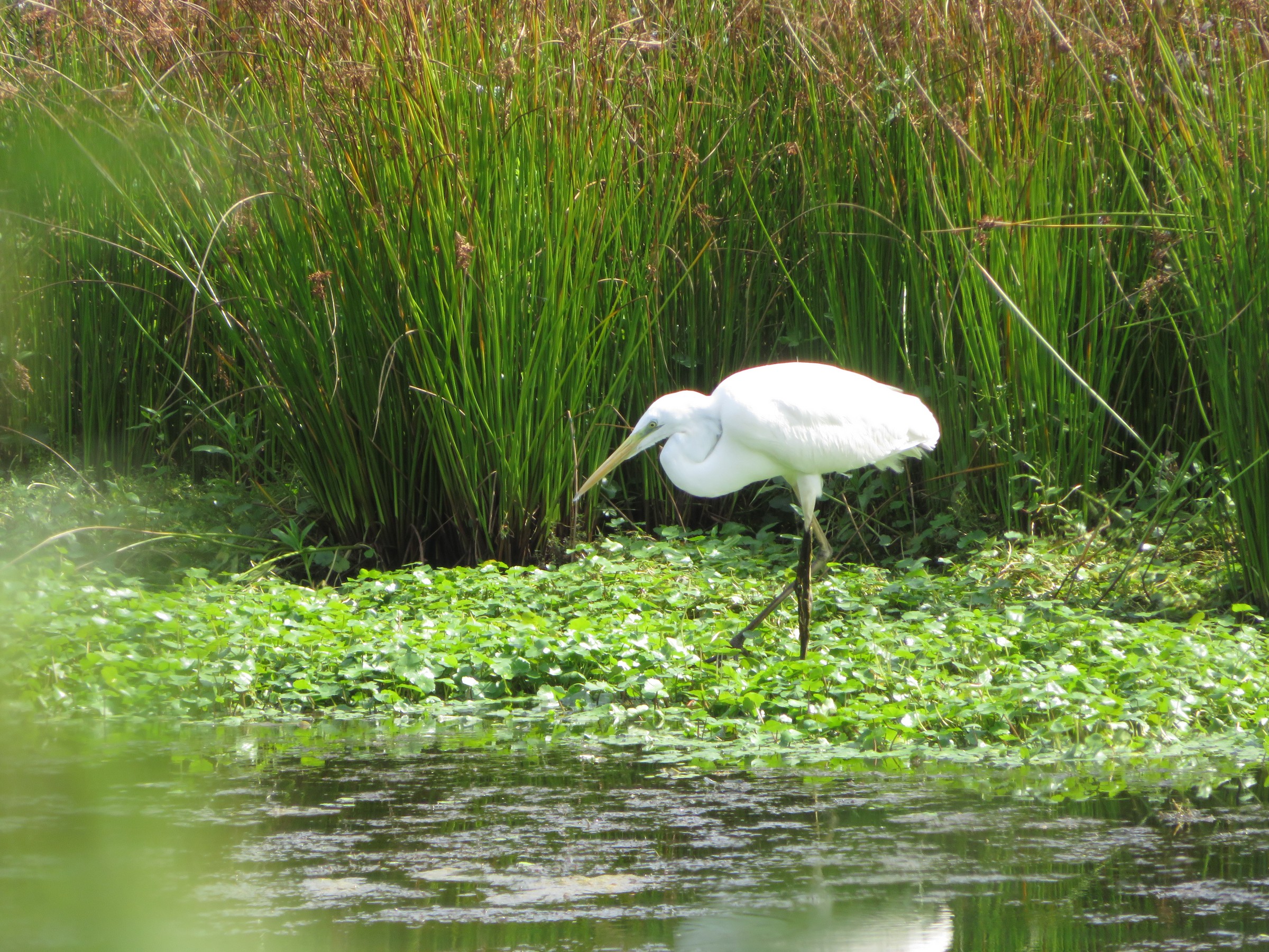 Great Egret