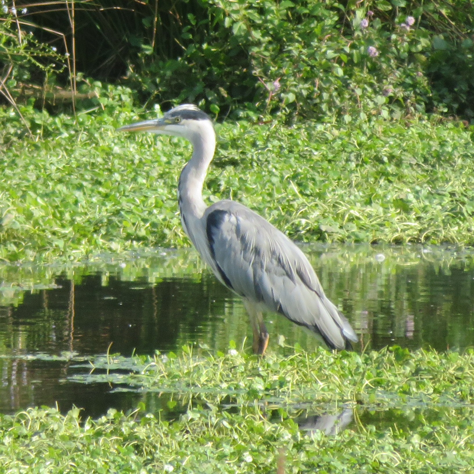 Grey Heron