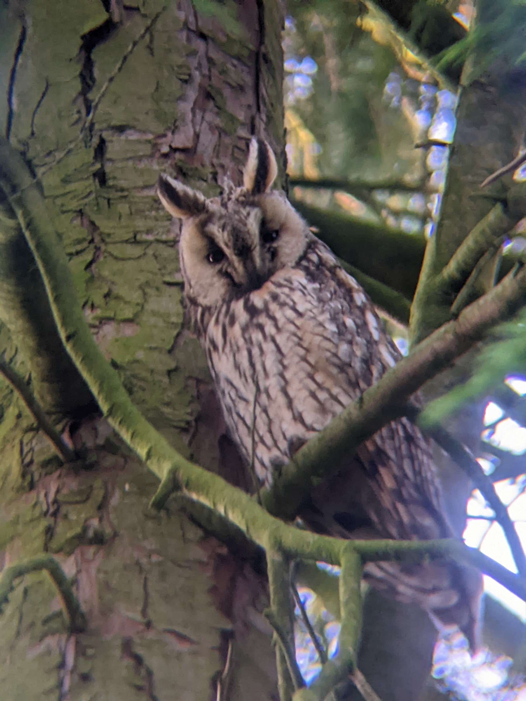 Long-eared Owl
