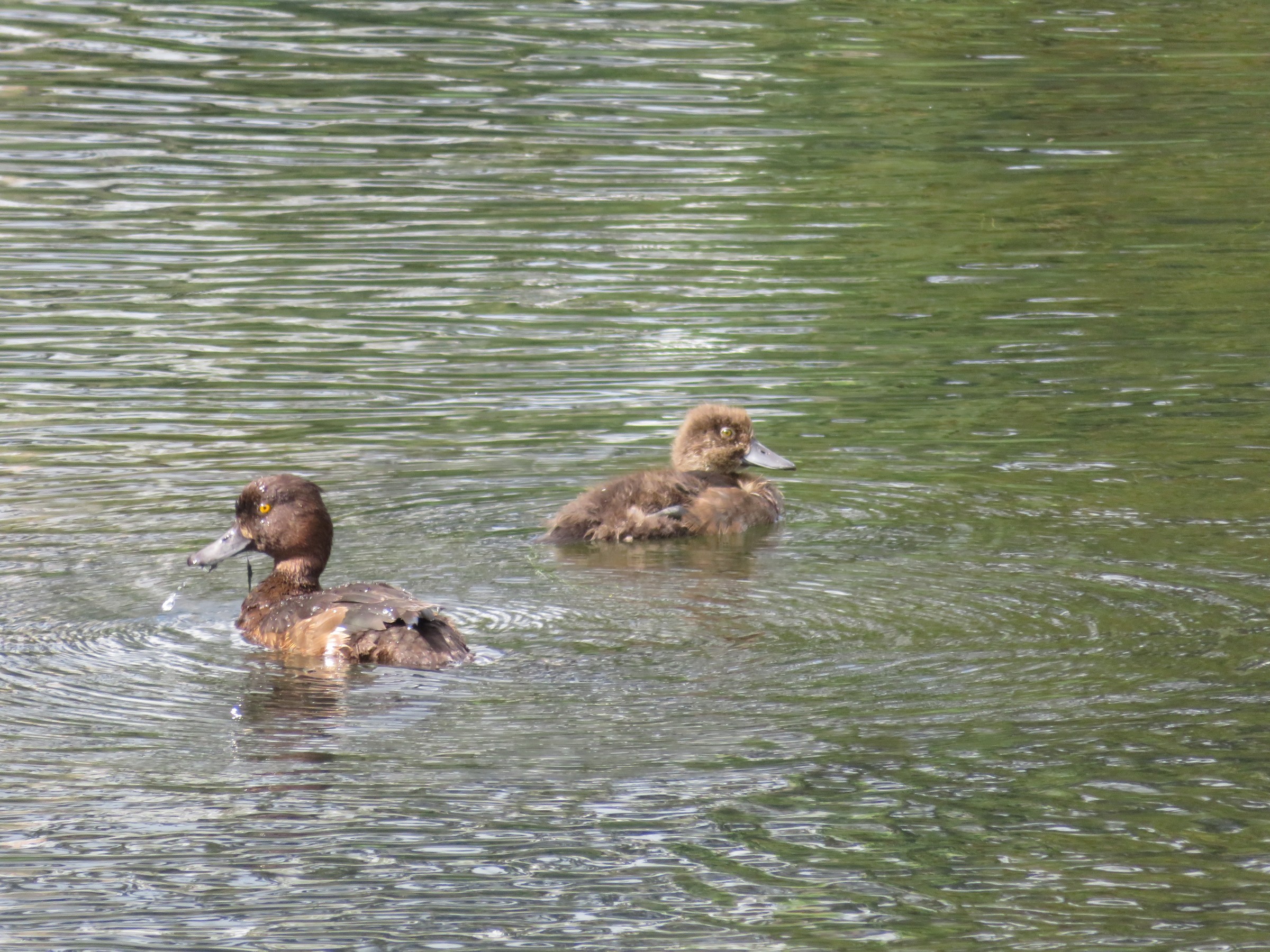 Tufted Duck