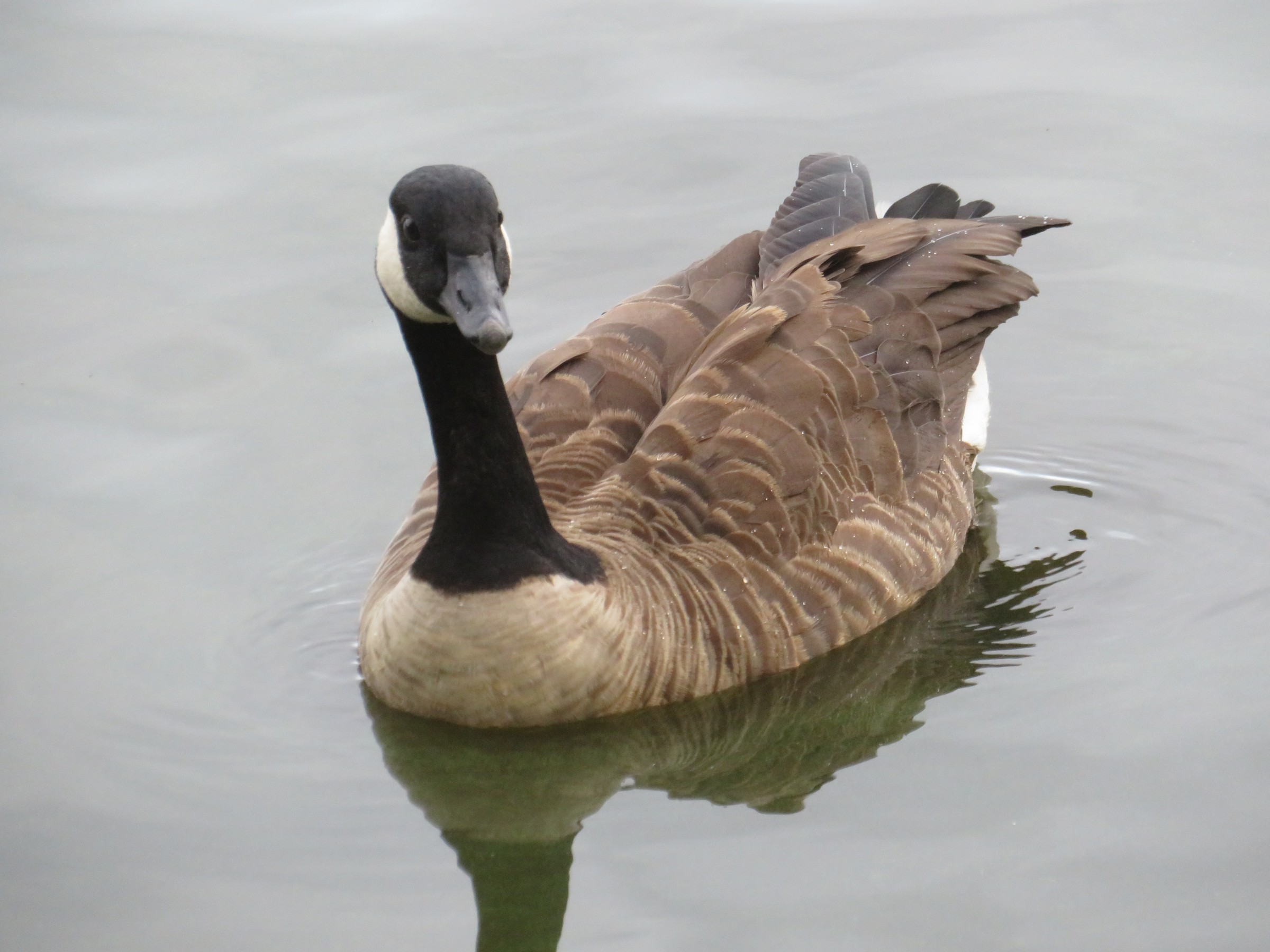 Canada Goose