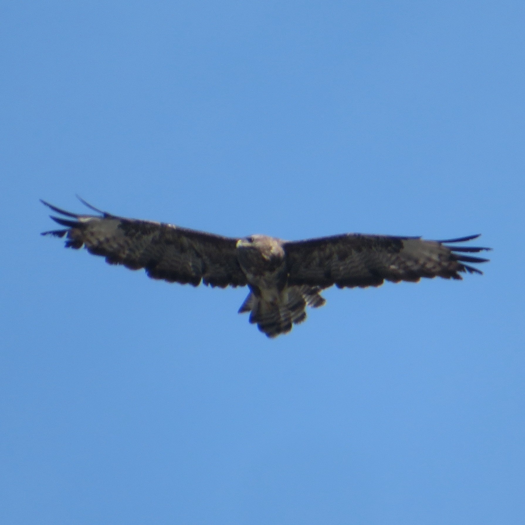 Common Buzzard