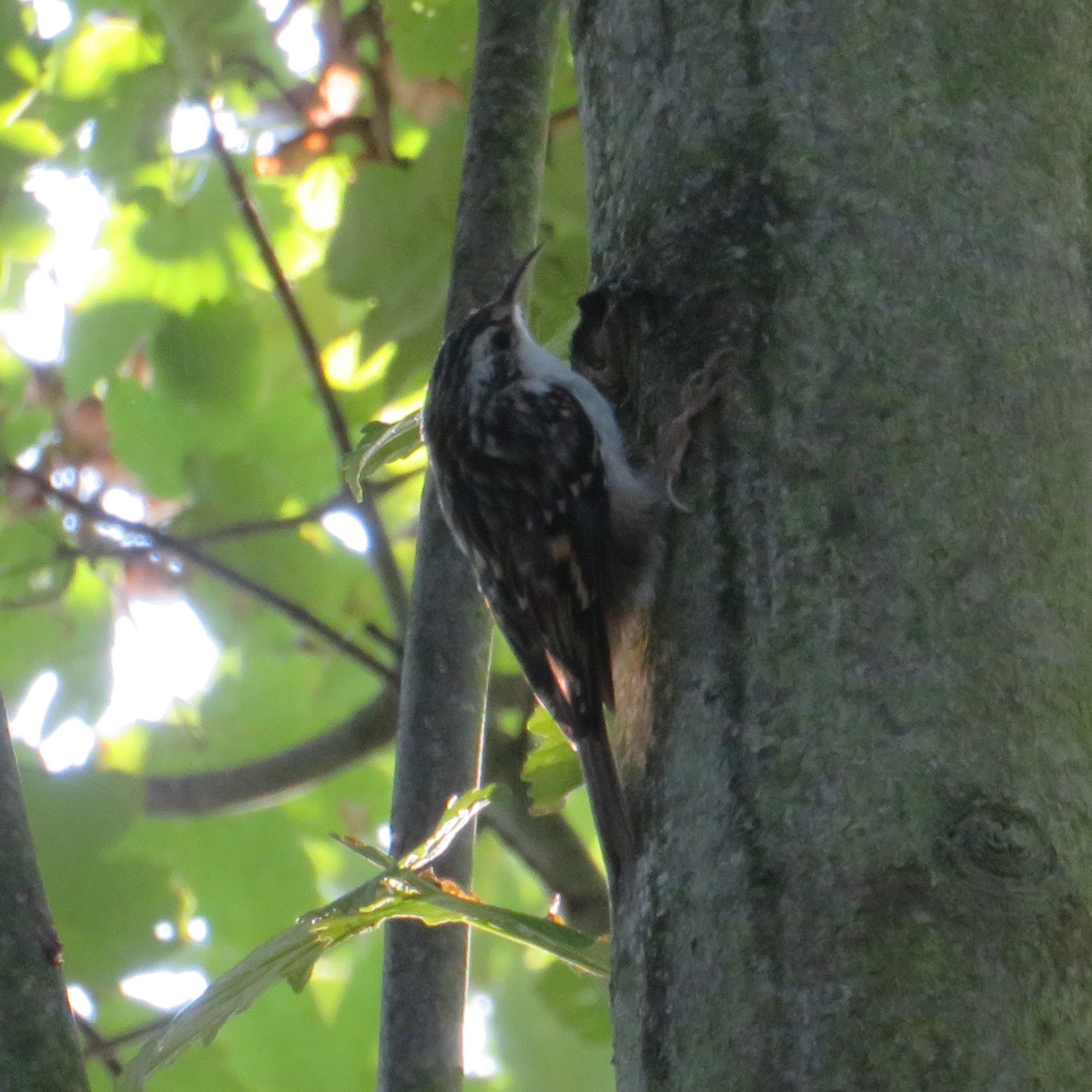 Short-toed Treecreeper