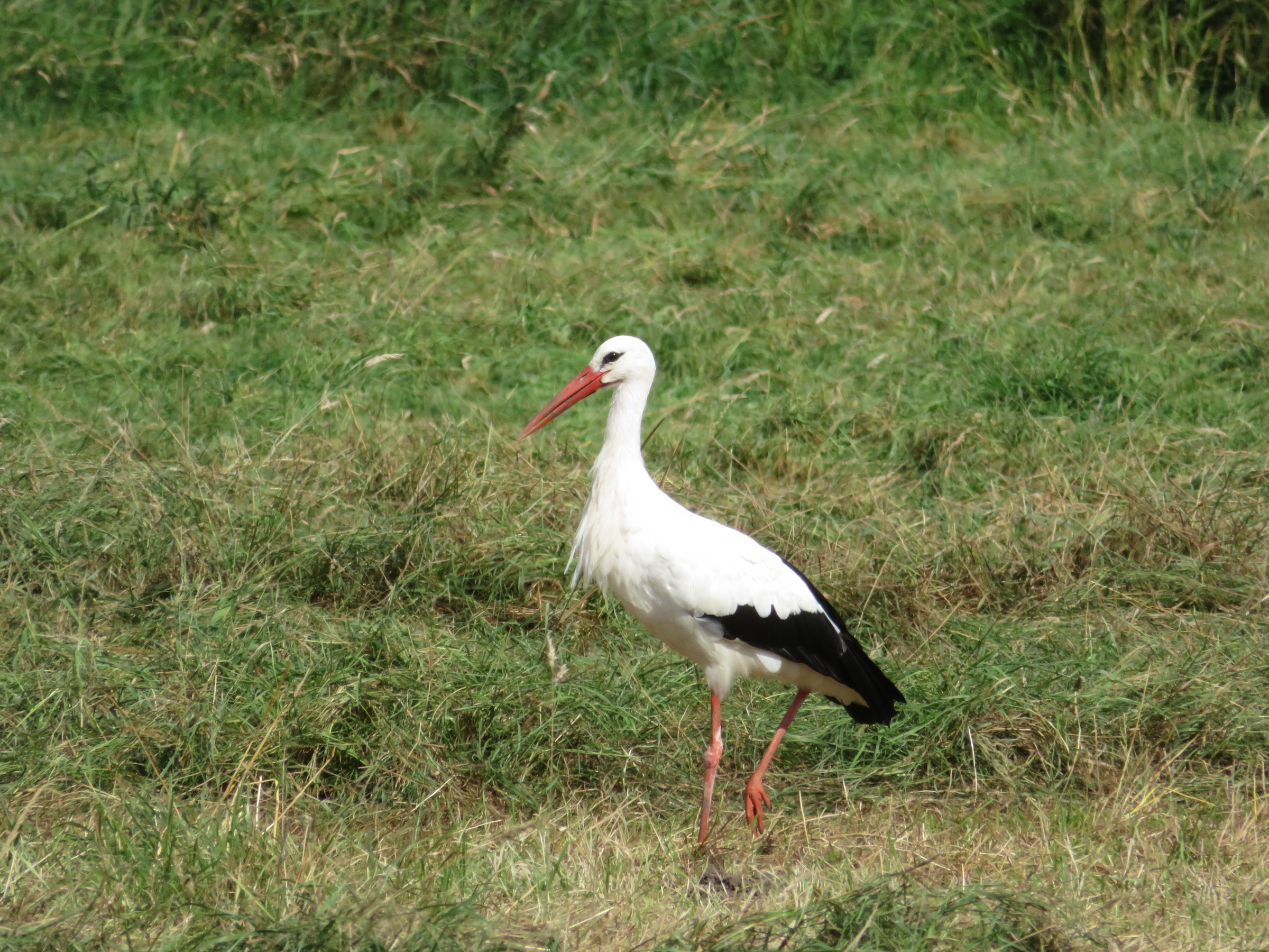 White Stork