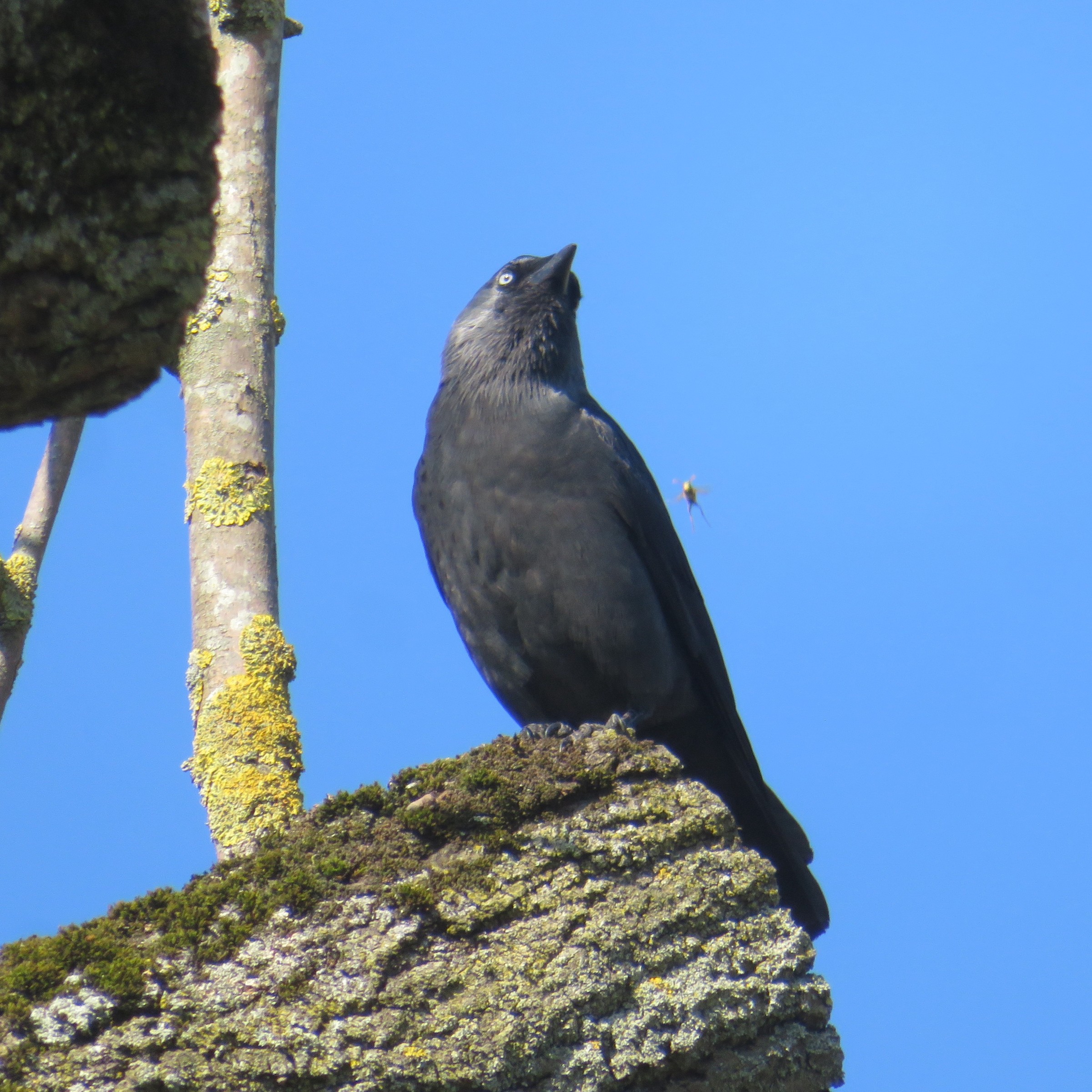 Eurasian Jackdaw