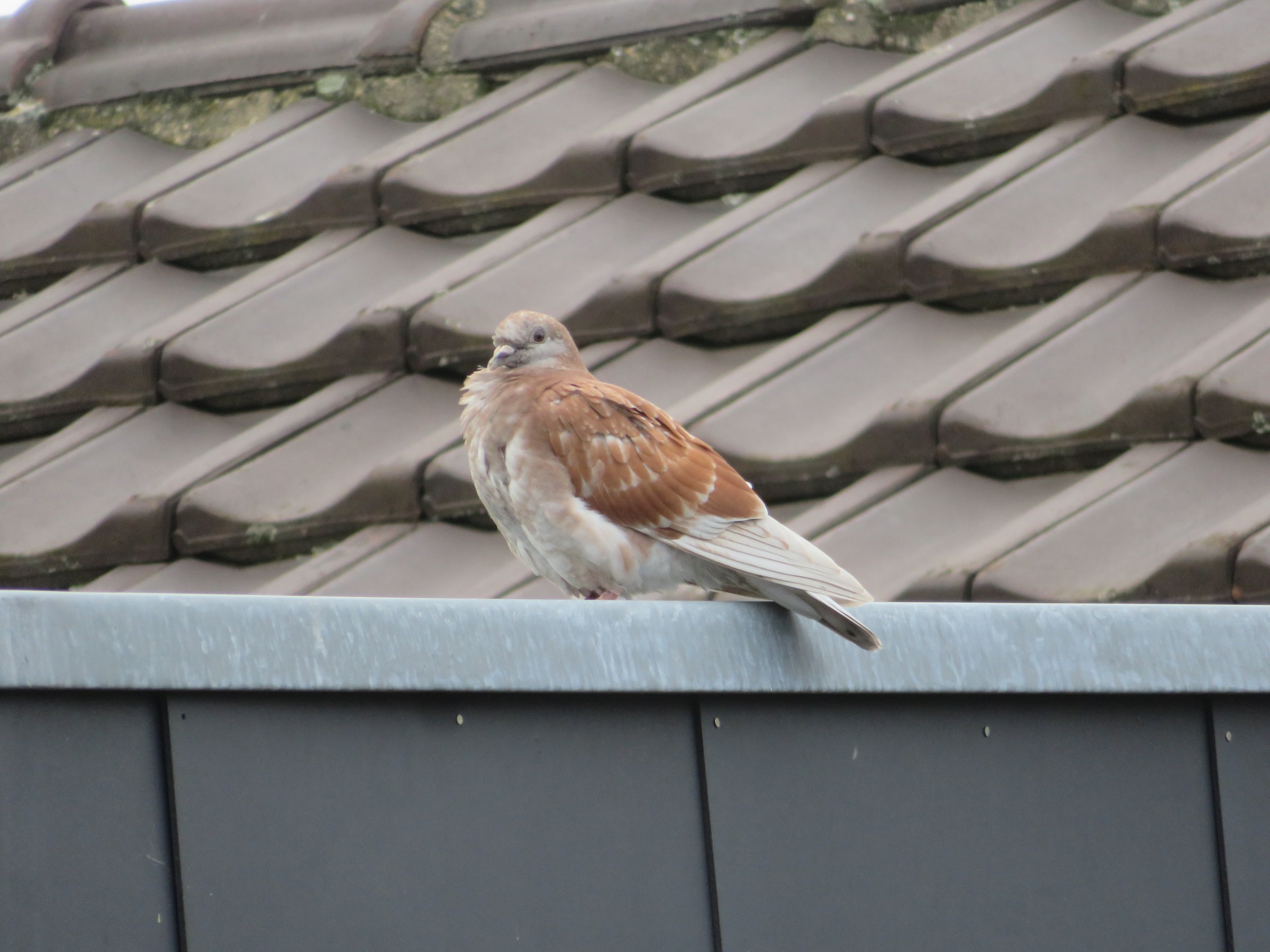 Rock Pigeon