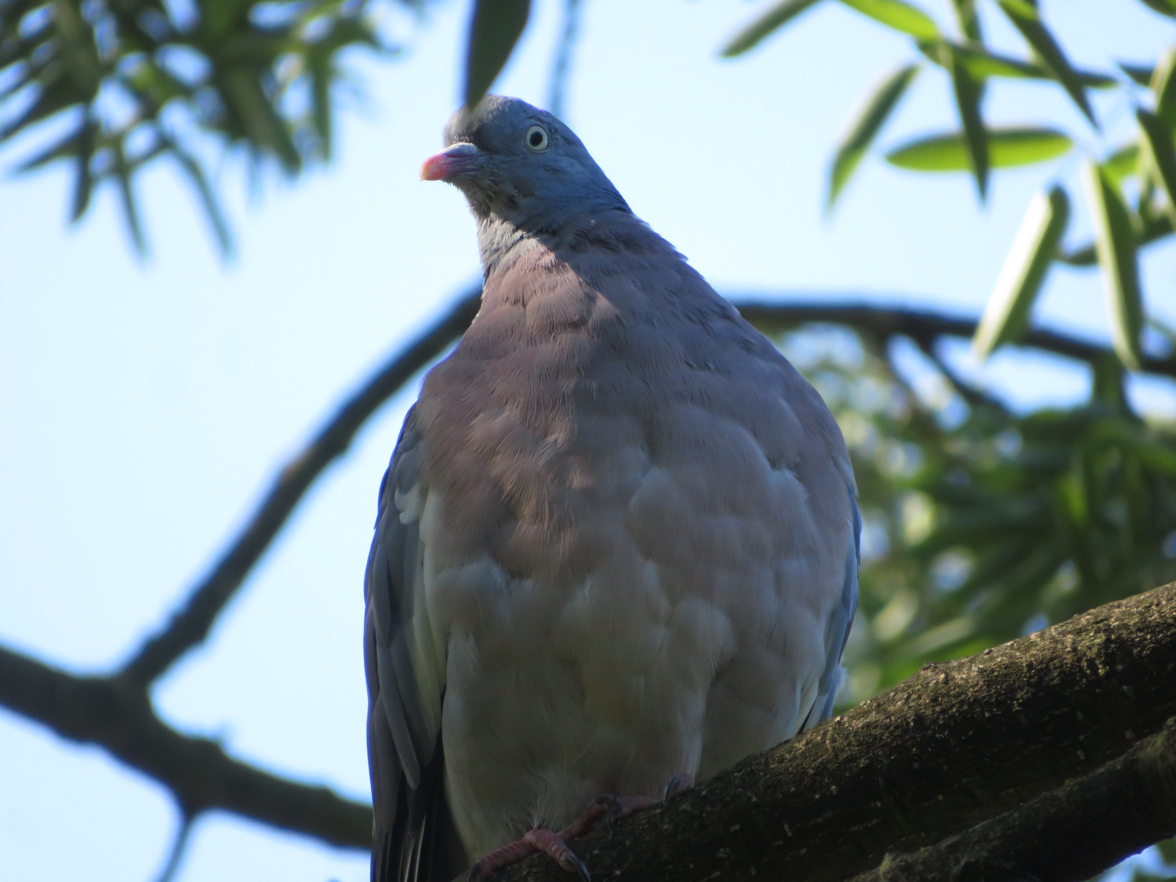 Common Wood-Pigeon