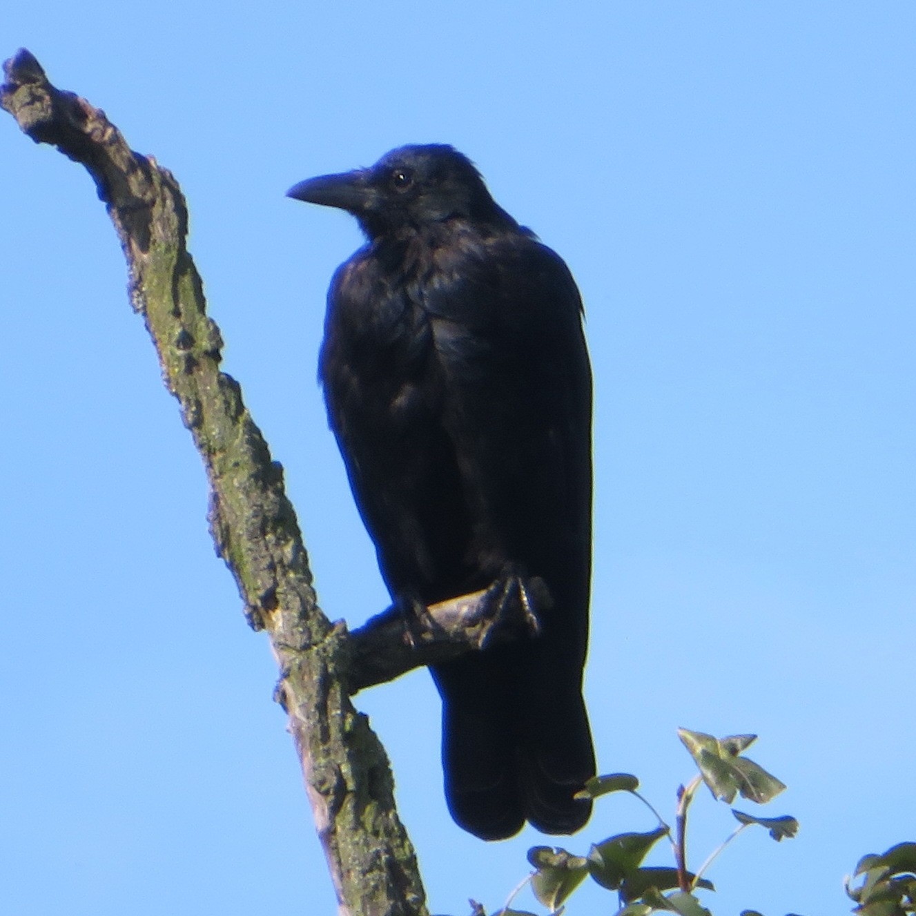 Carrion Crow