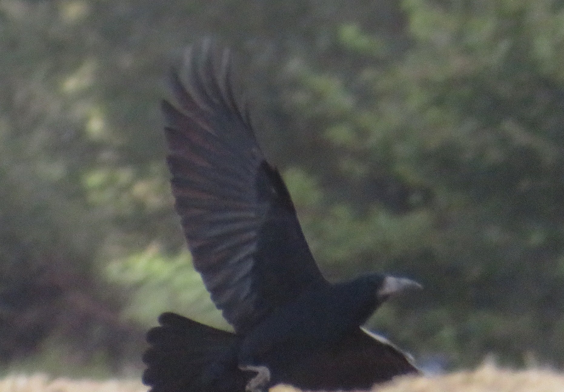 Rook