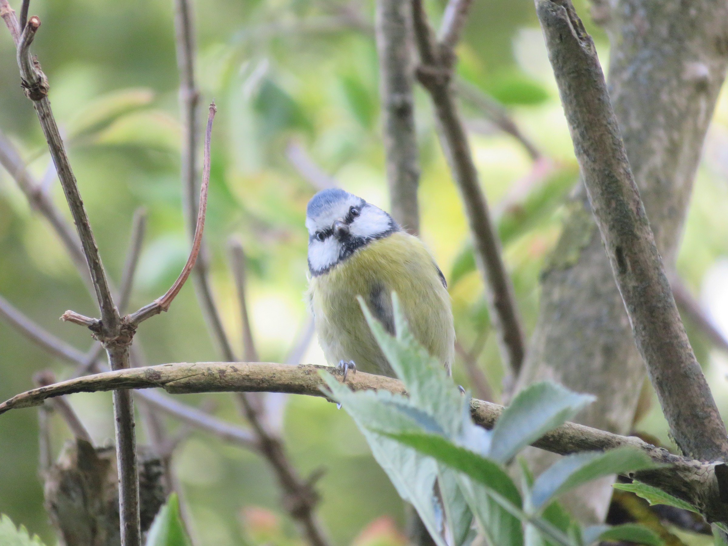 Eurasian Blue Tit