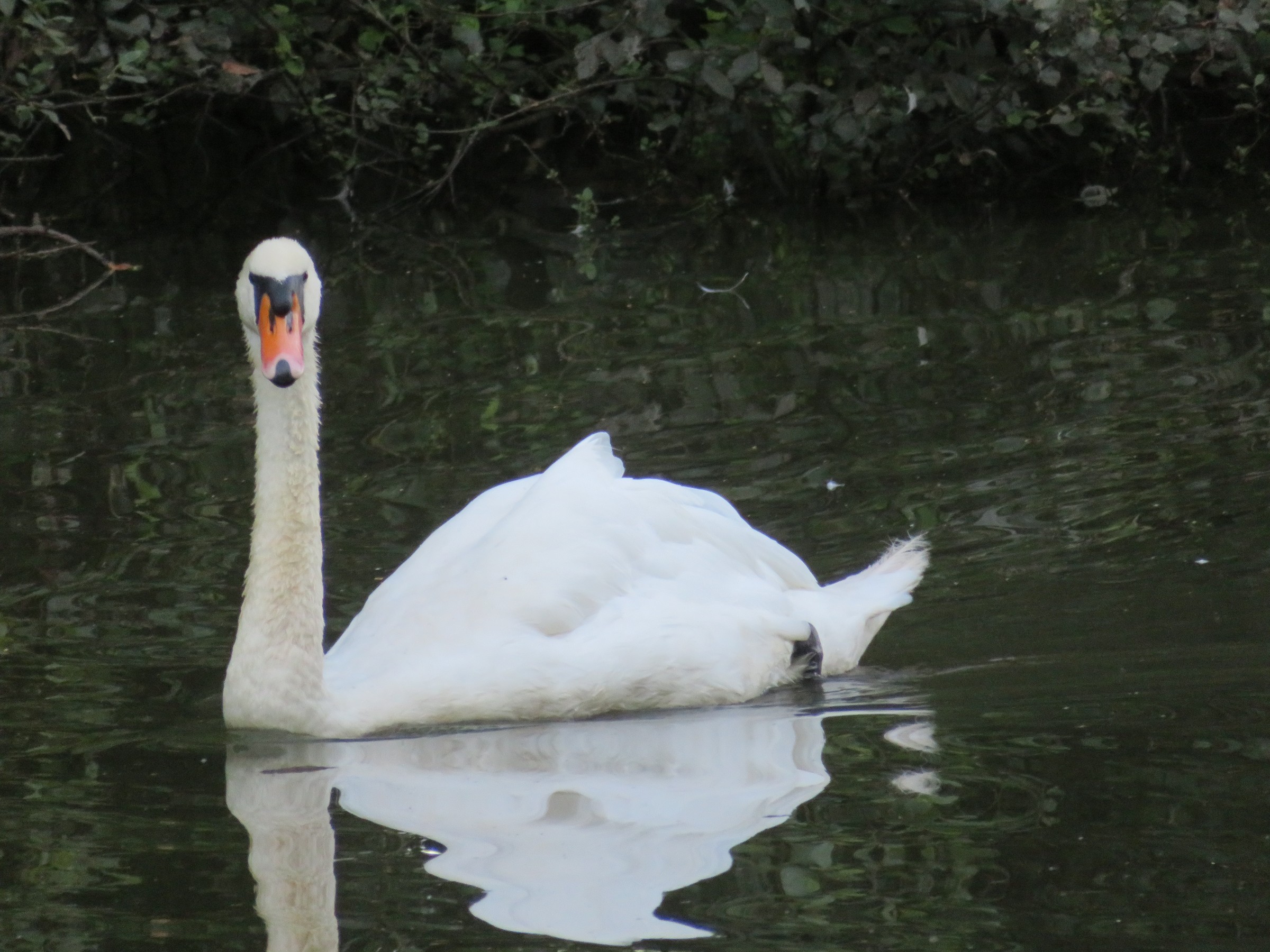 Mute Swan