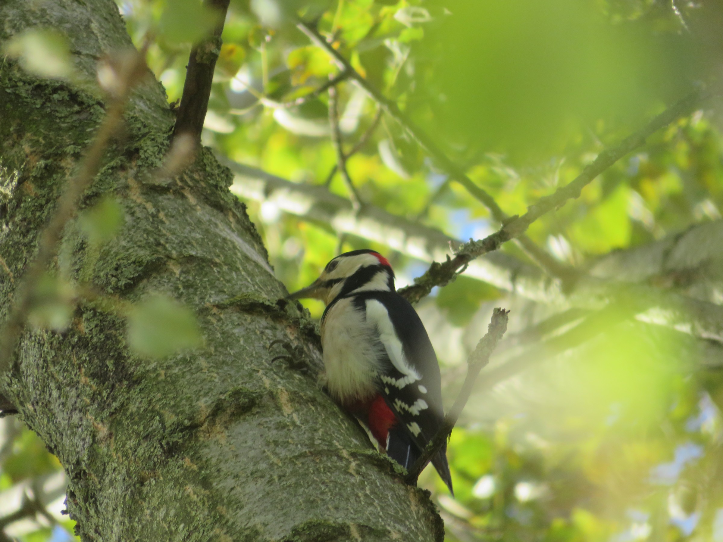 Great Spotted Woodpecker