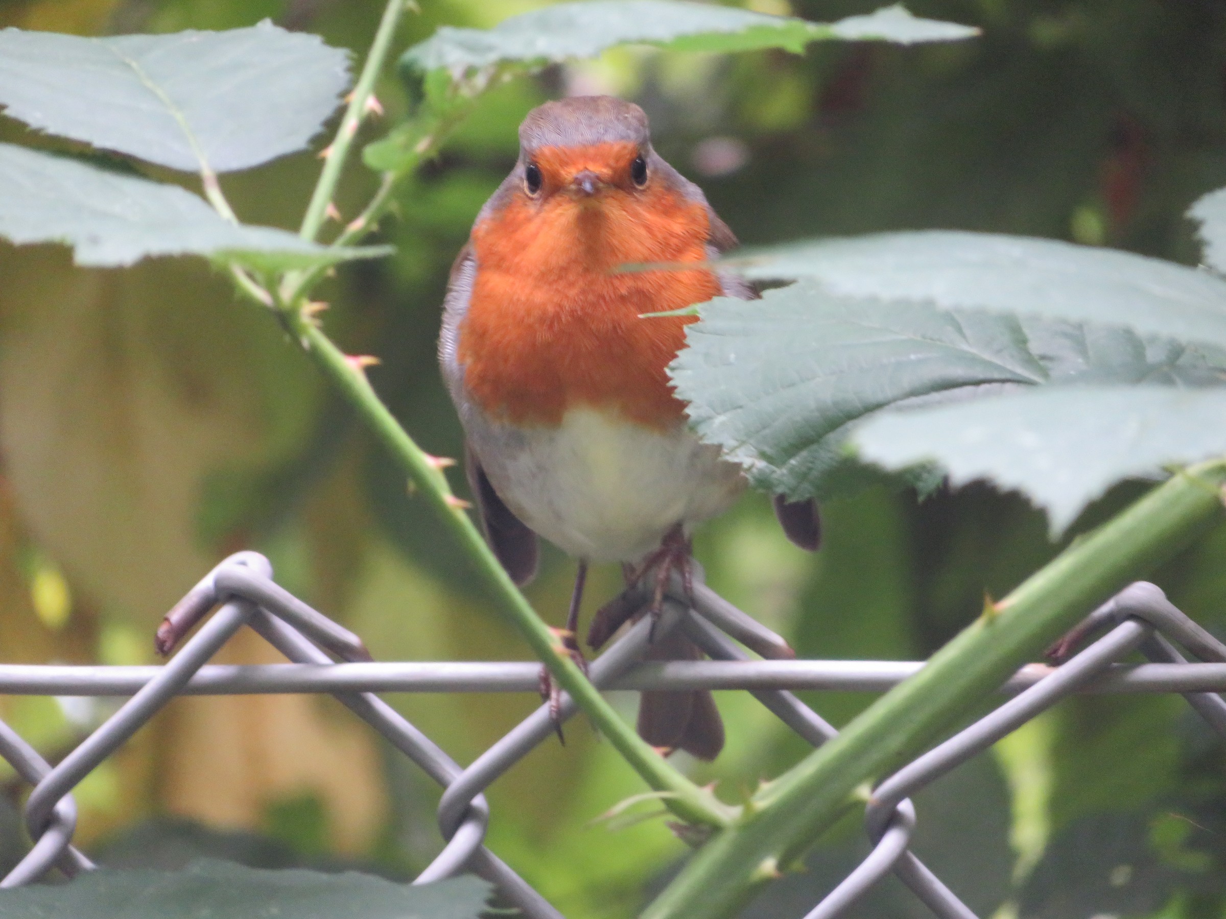 European Robin