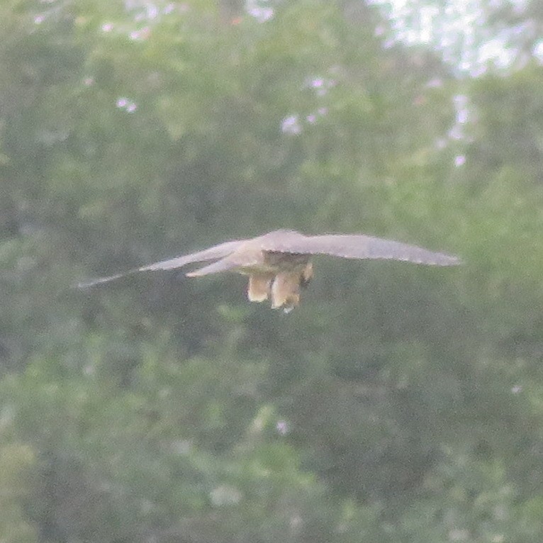 Eurasian Hobby