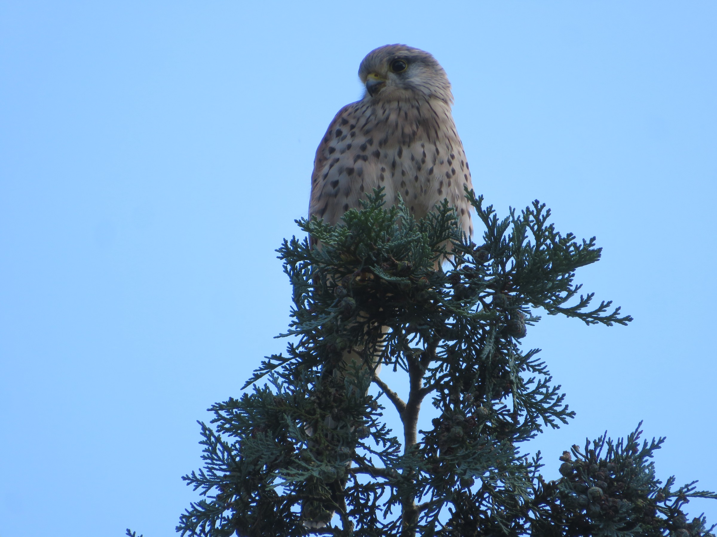 Eurasian Kestrel