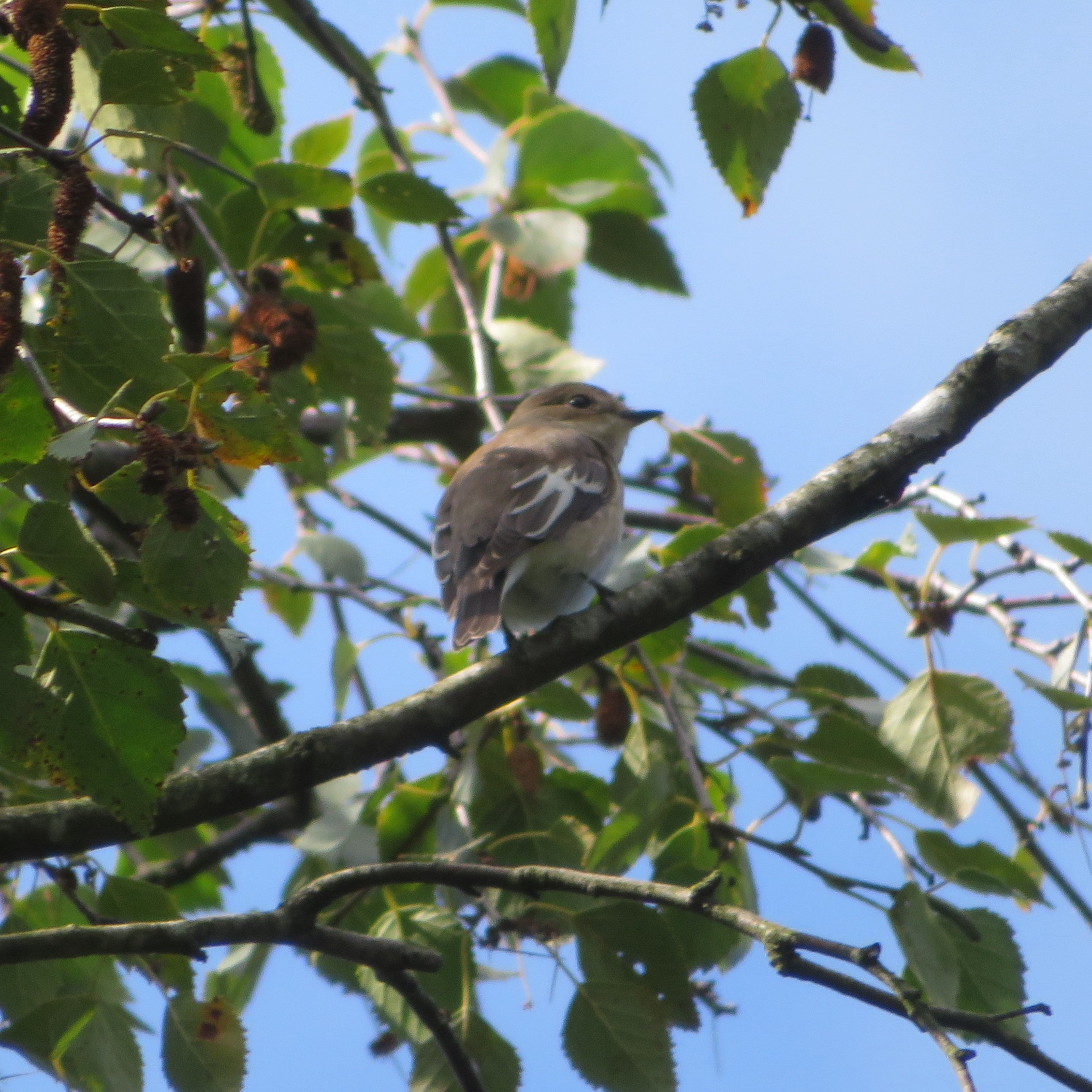 European Pied Flycatcher
