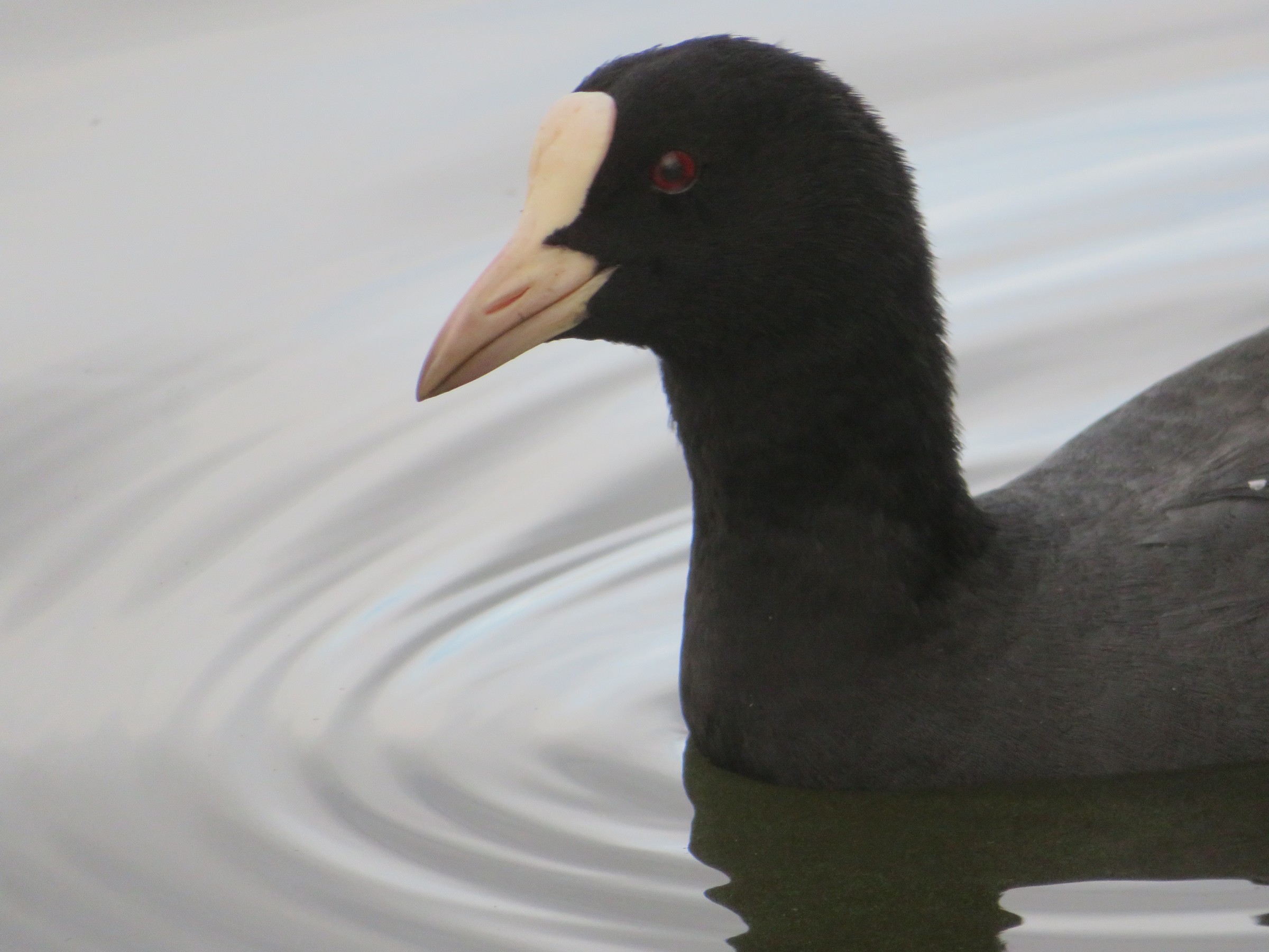 Eurasian Coot