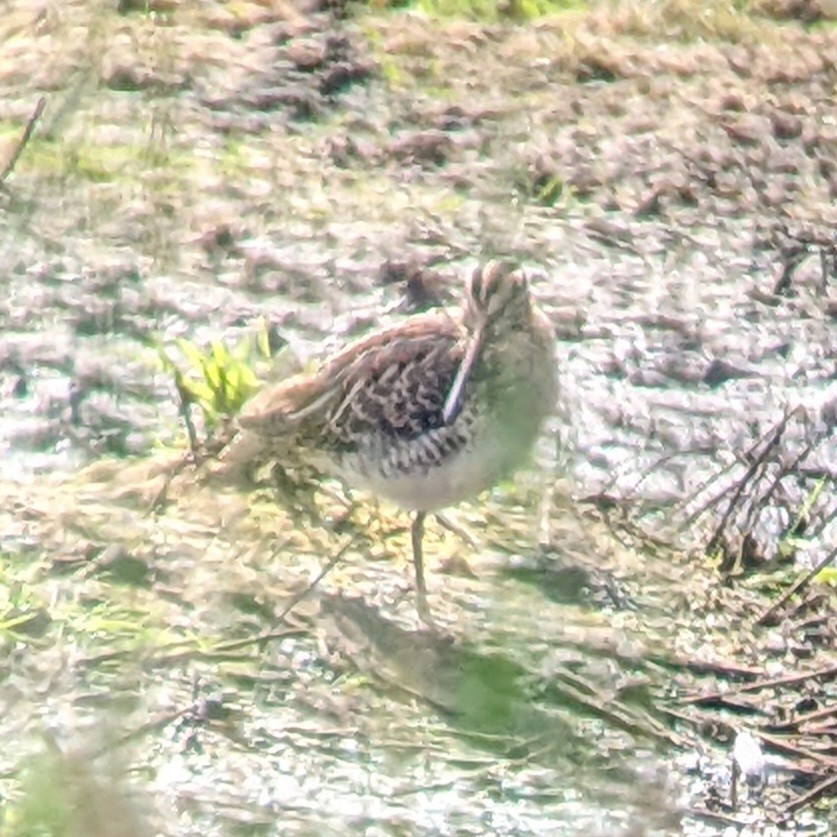 Common Snipe