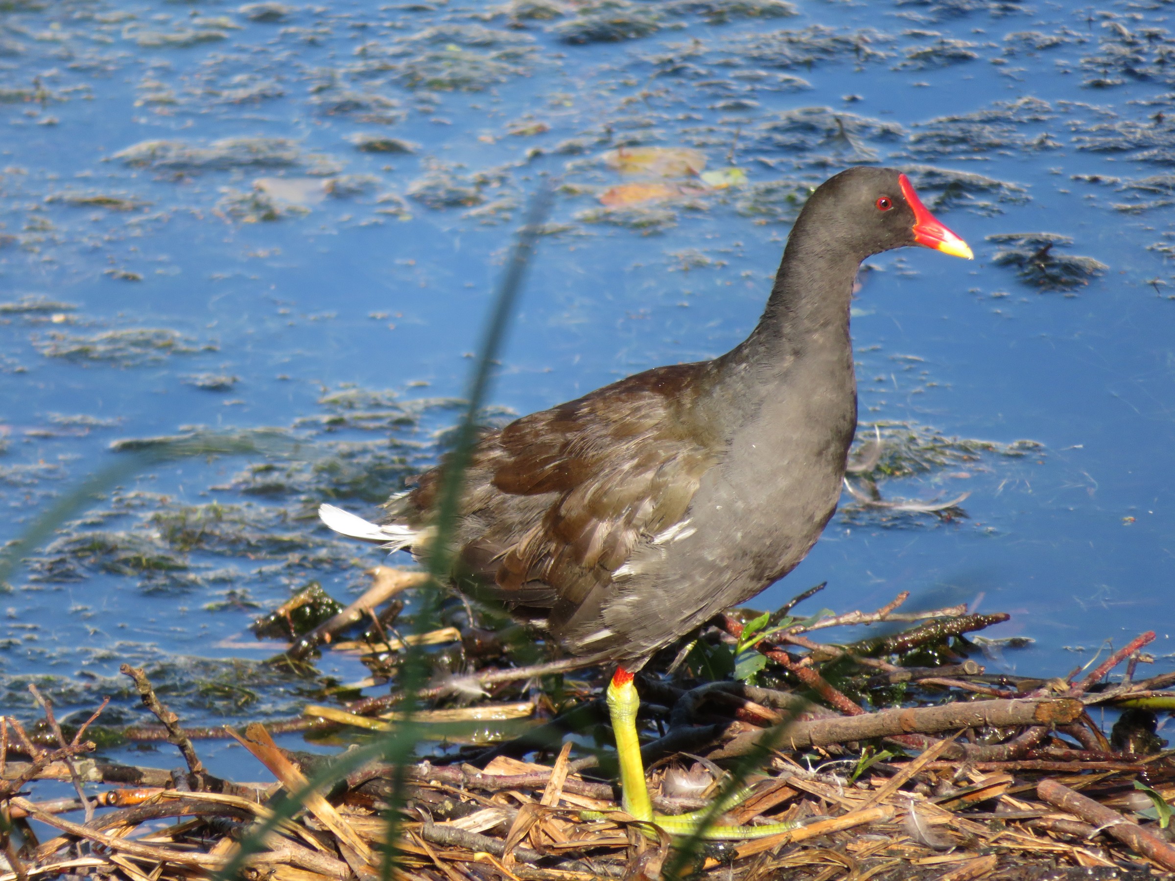 Eurasian Moorhen