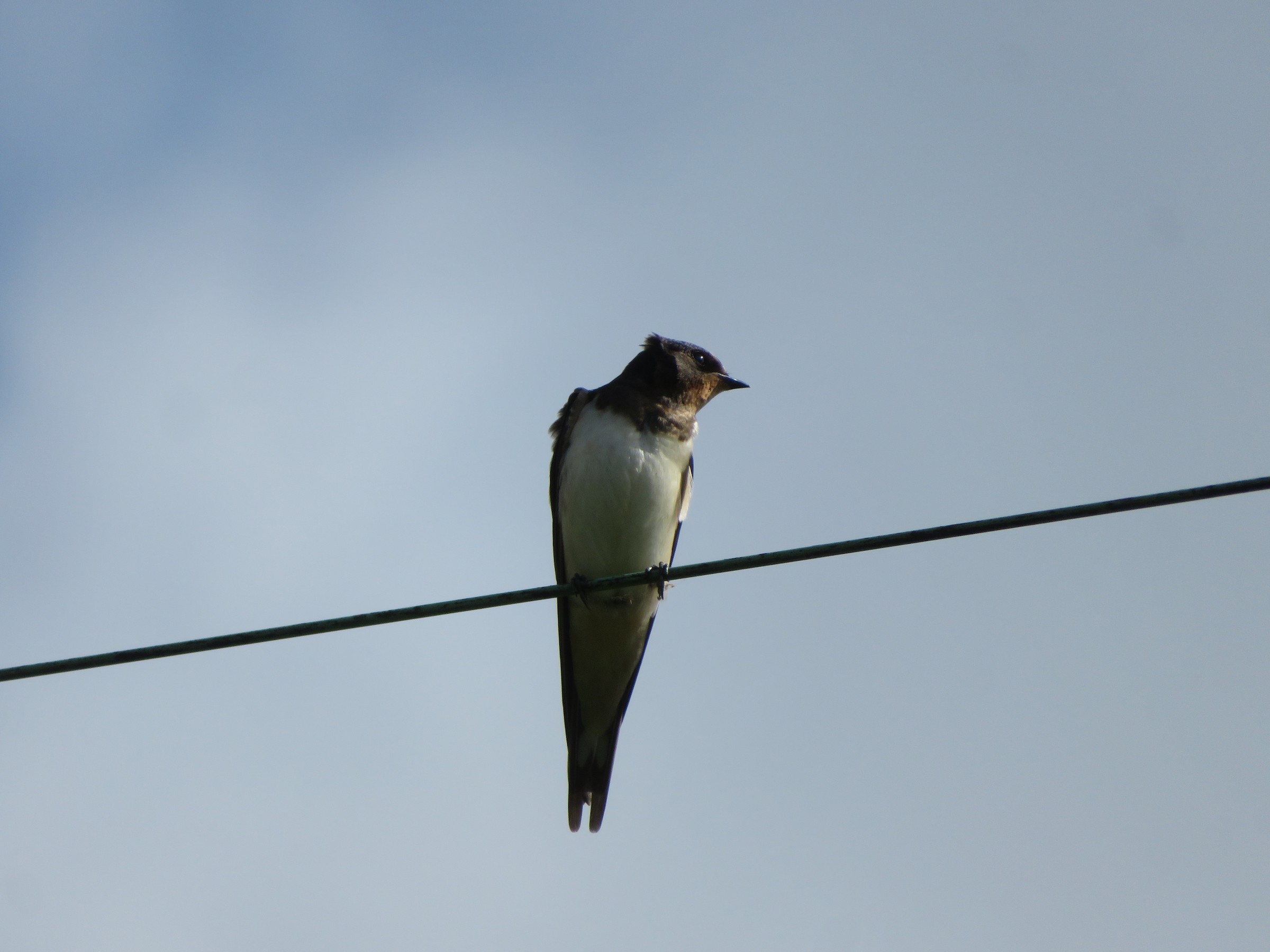 Barn Swallow