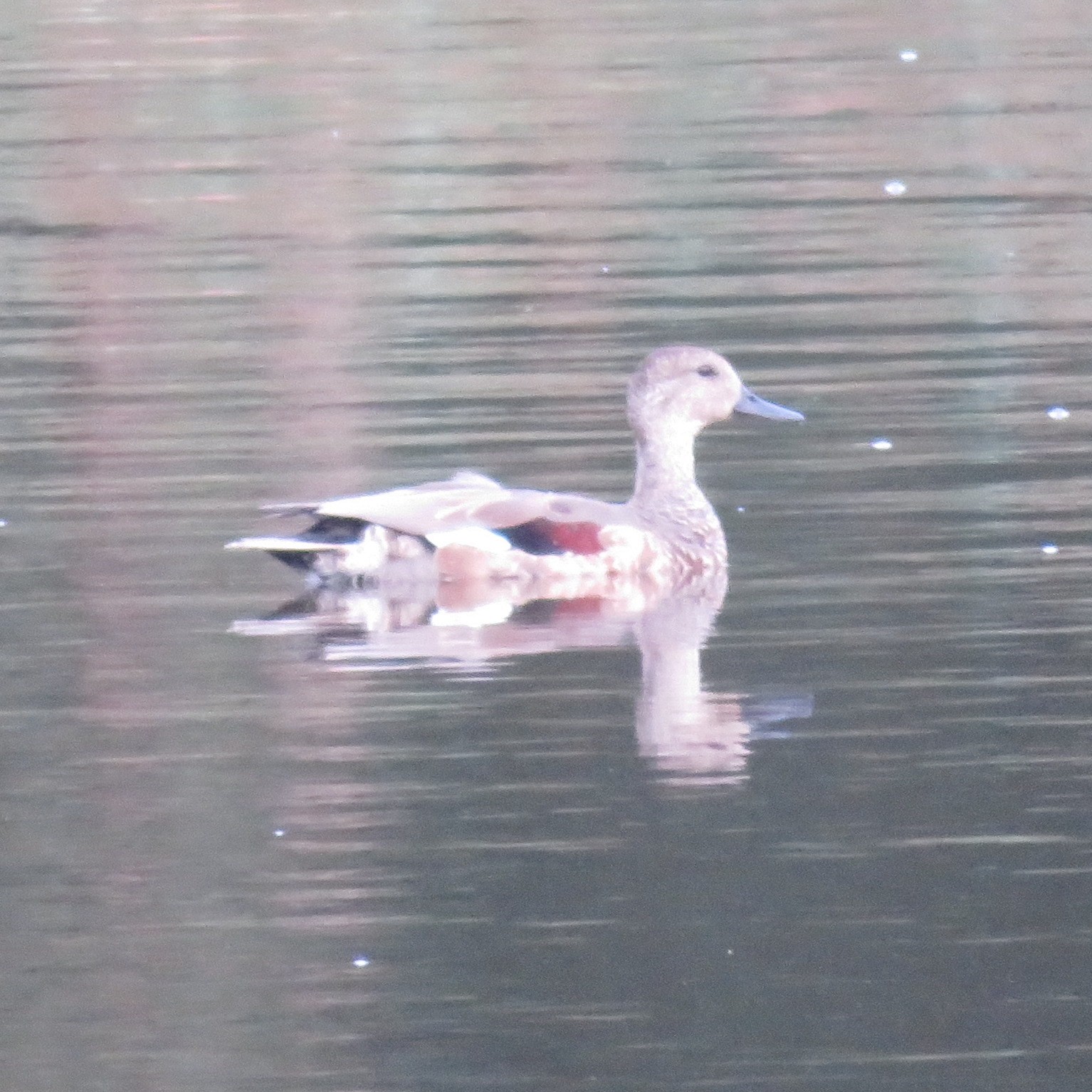 Gadwall