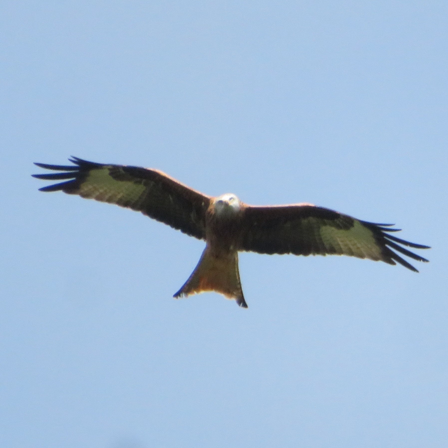 Red Kite