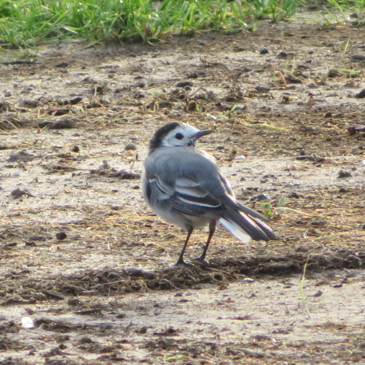 White Wagtail