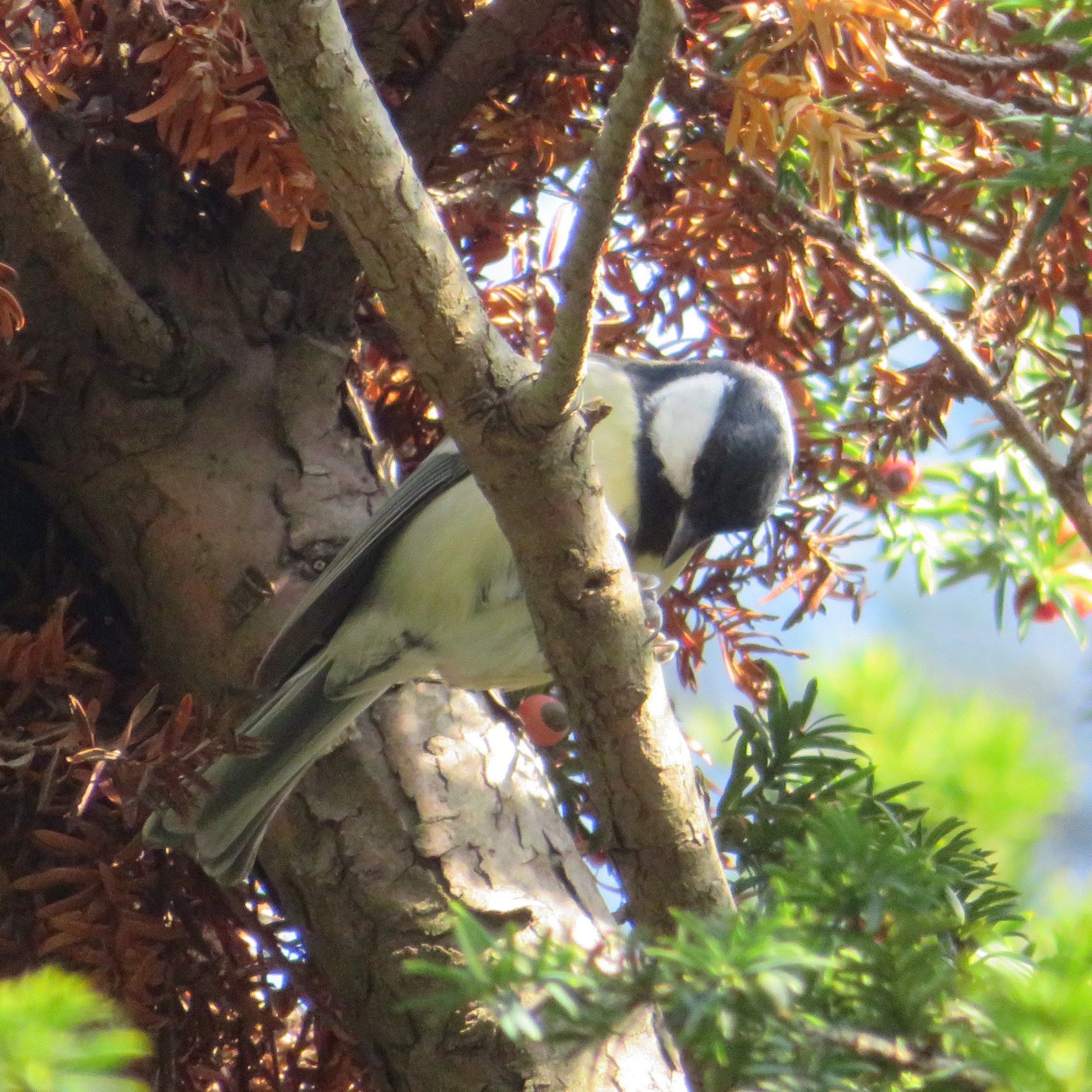 Great Tit