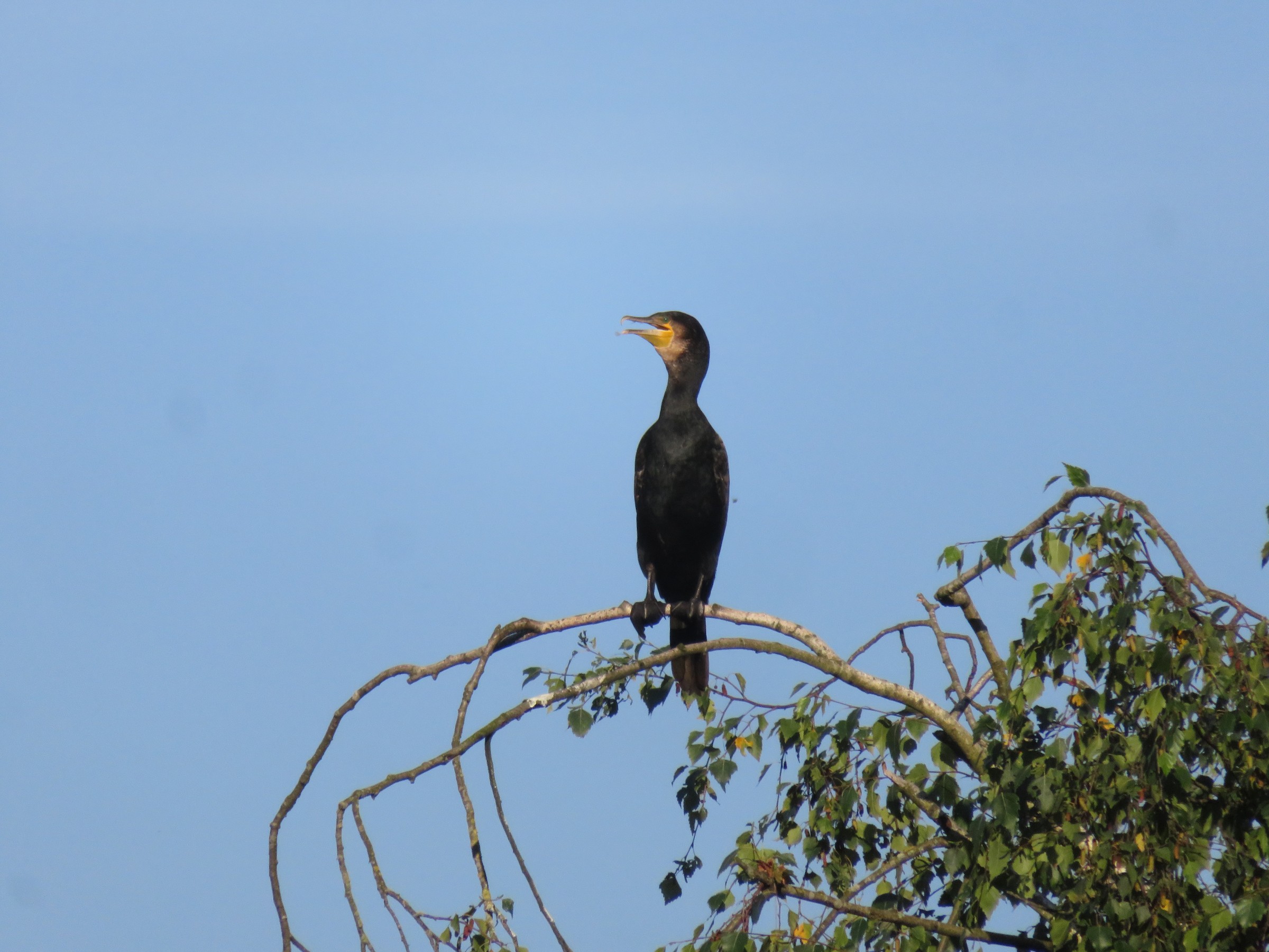 Great Cormorant