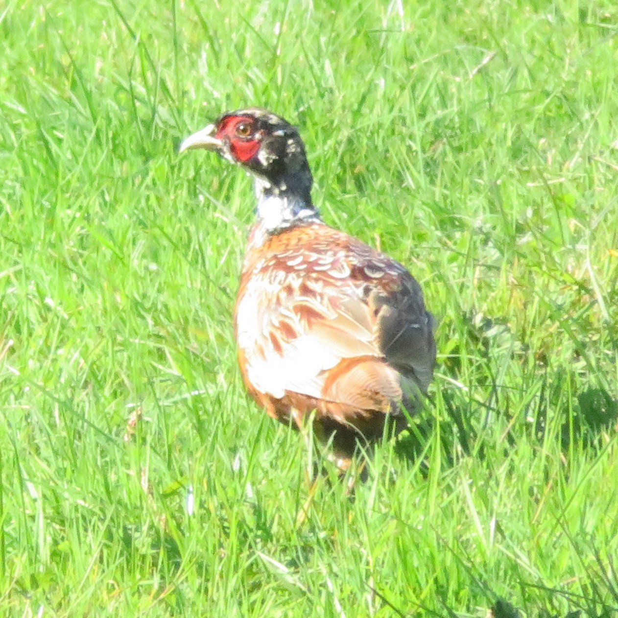 Ring-necked Pheasant