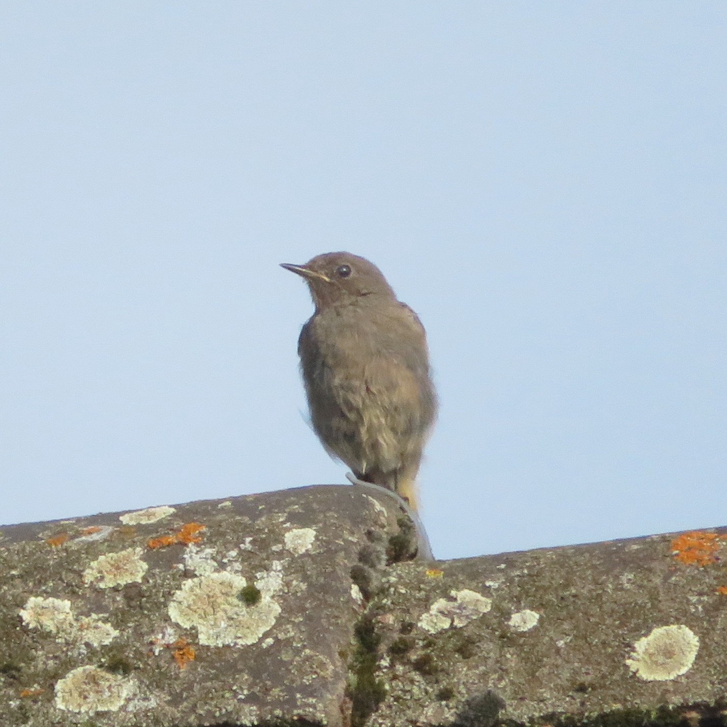 Black Redstart