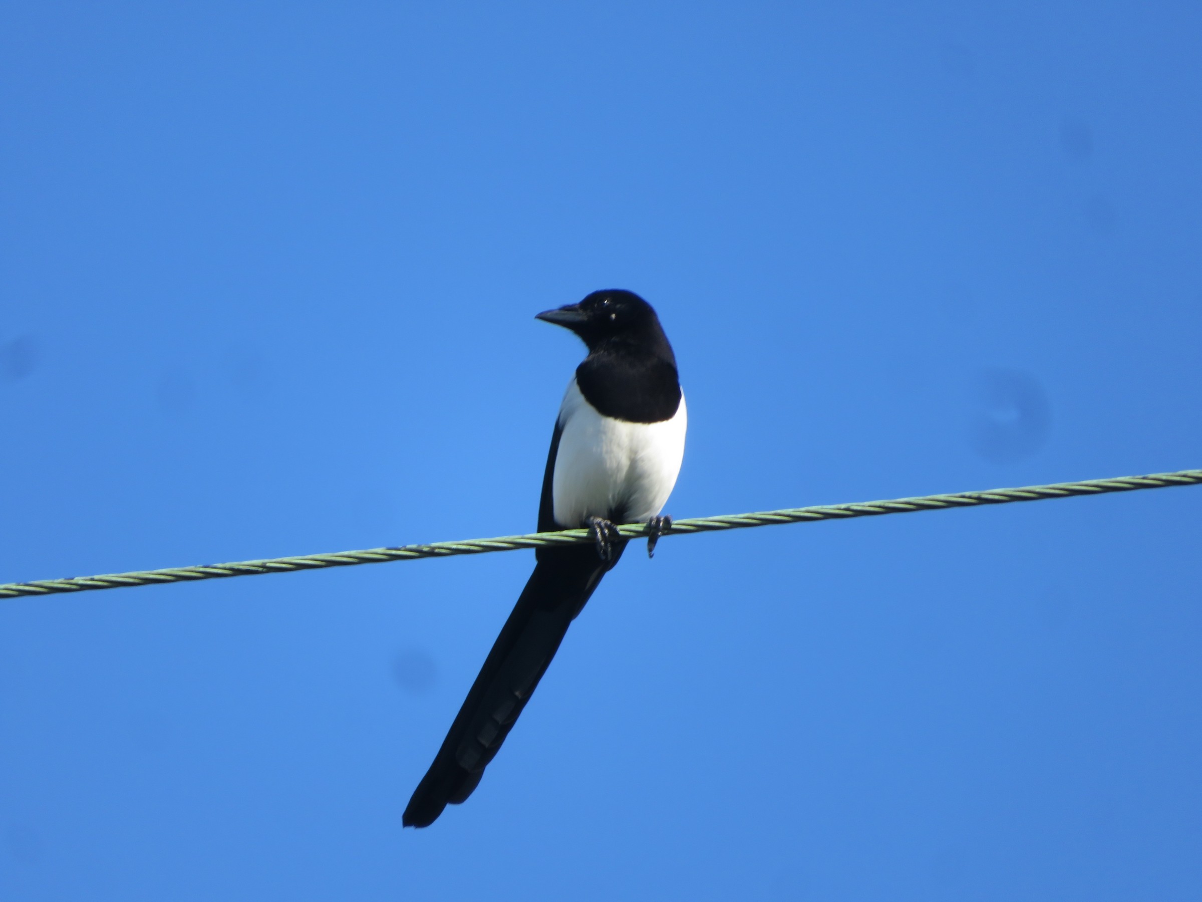 Eurasian Magpie
