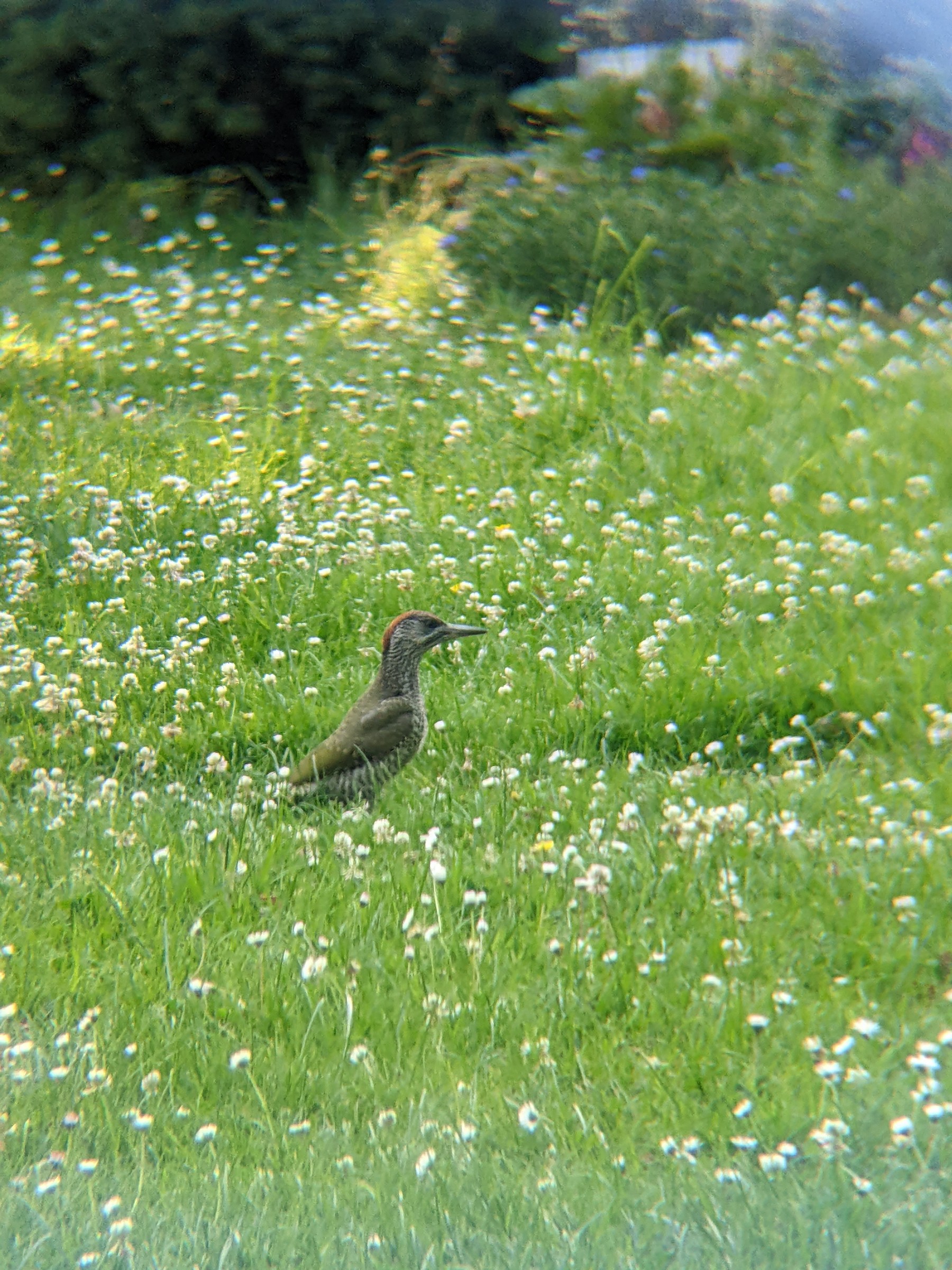 Eurasian Green Woodpecker