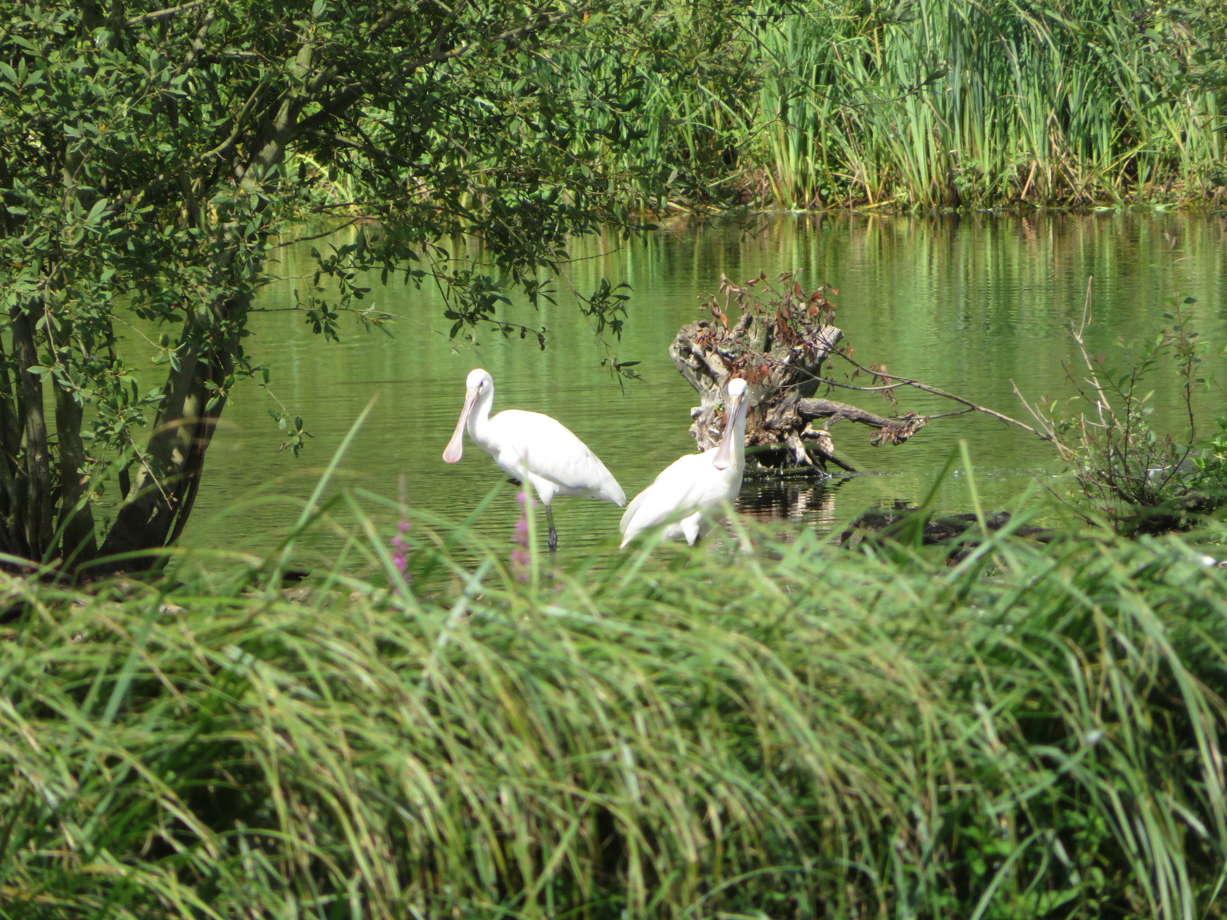 Eurasian Spoonbill