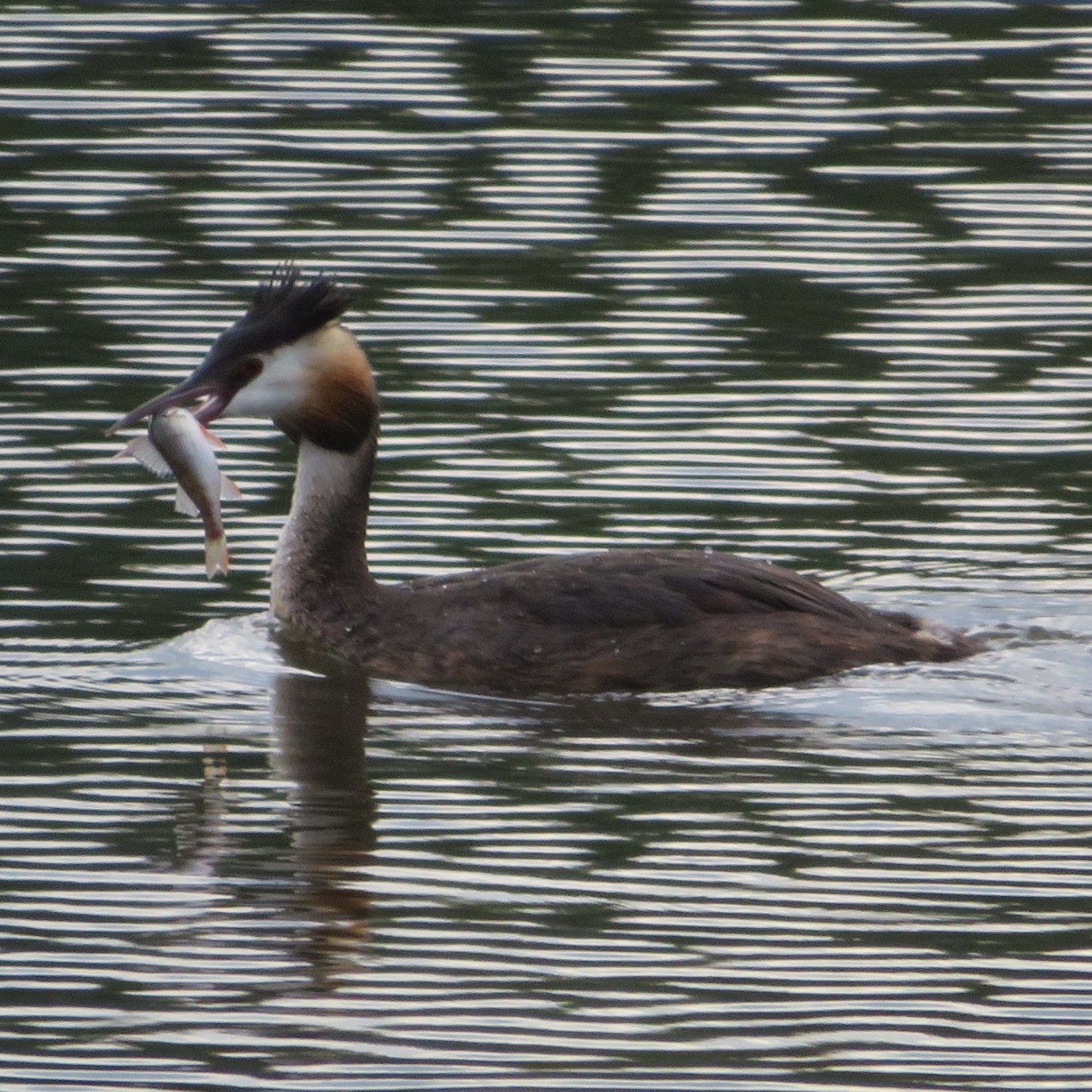 Great Crested Grebe