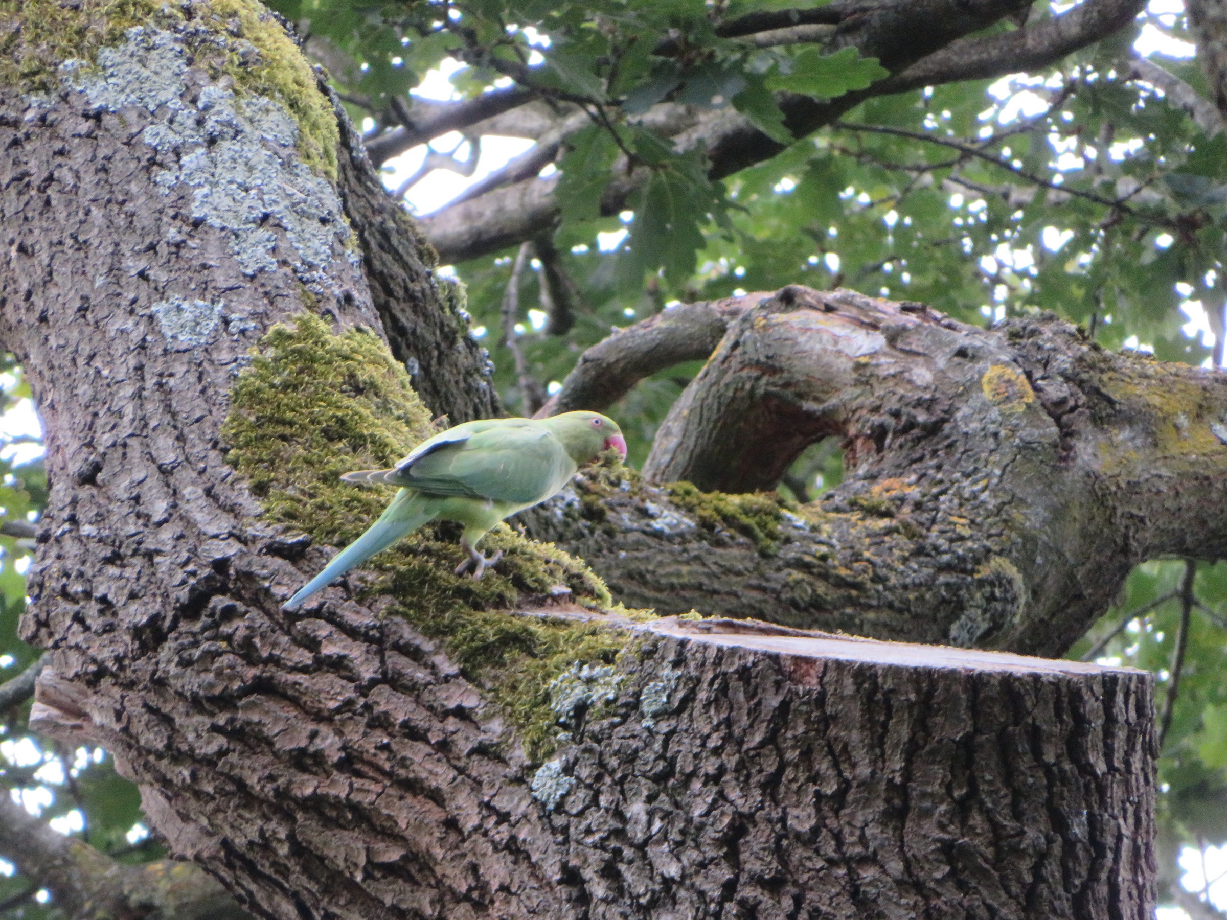 Rose-ringed Parakeet
