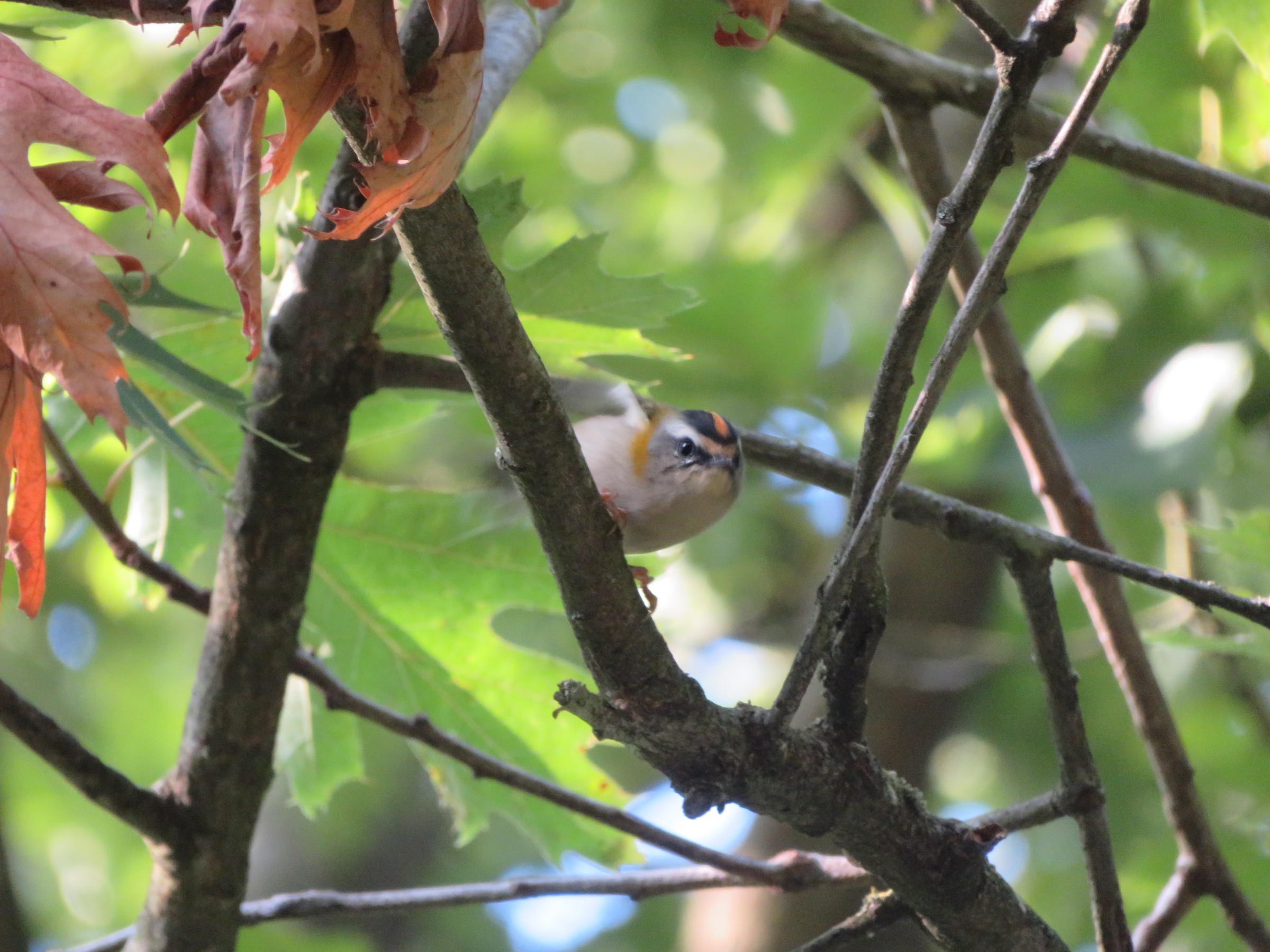 Common Firecrest