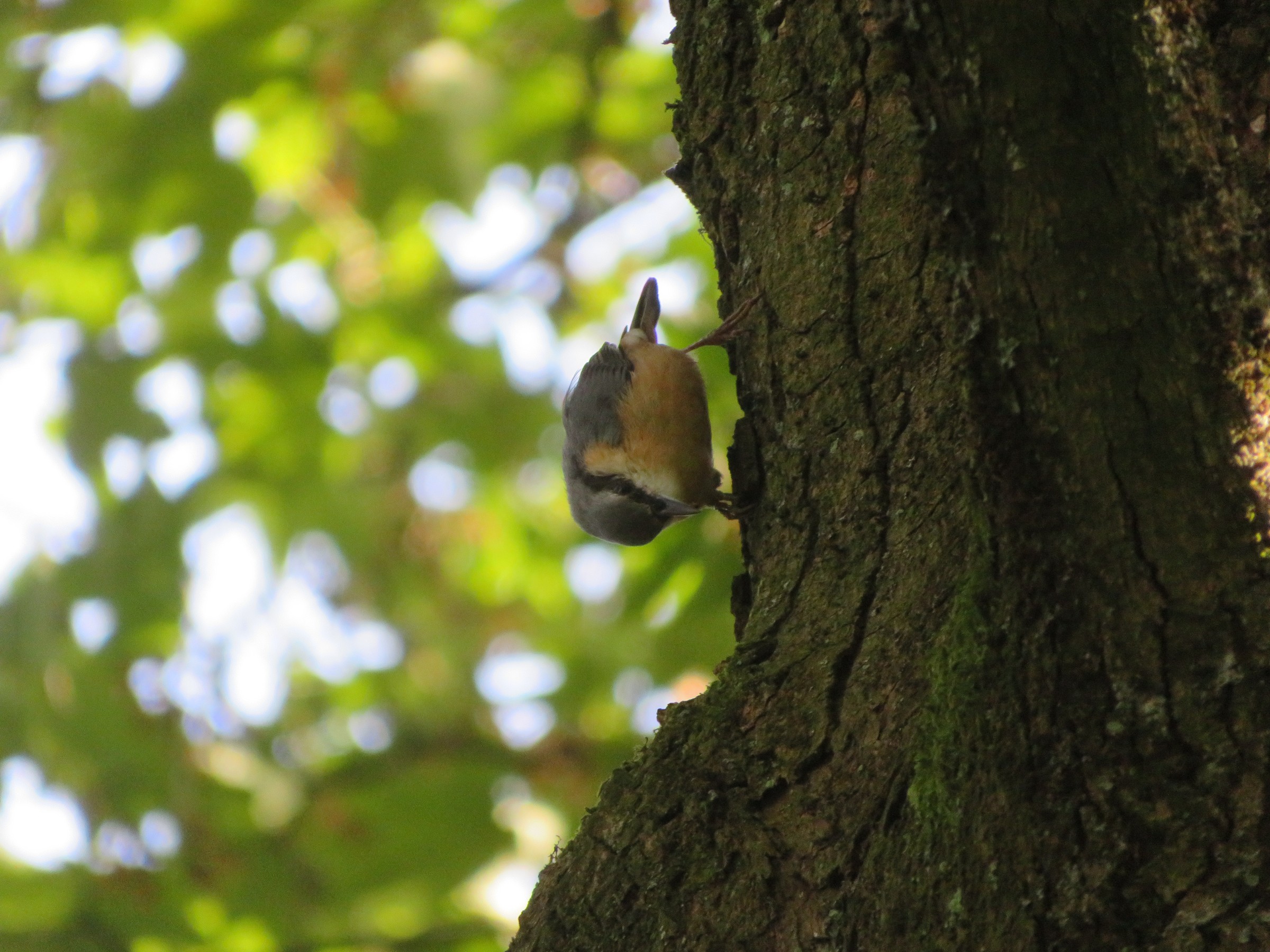 Eurasian Nuthatch