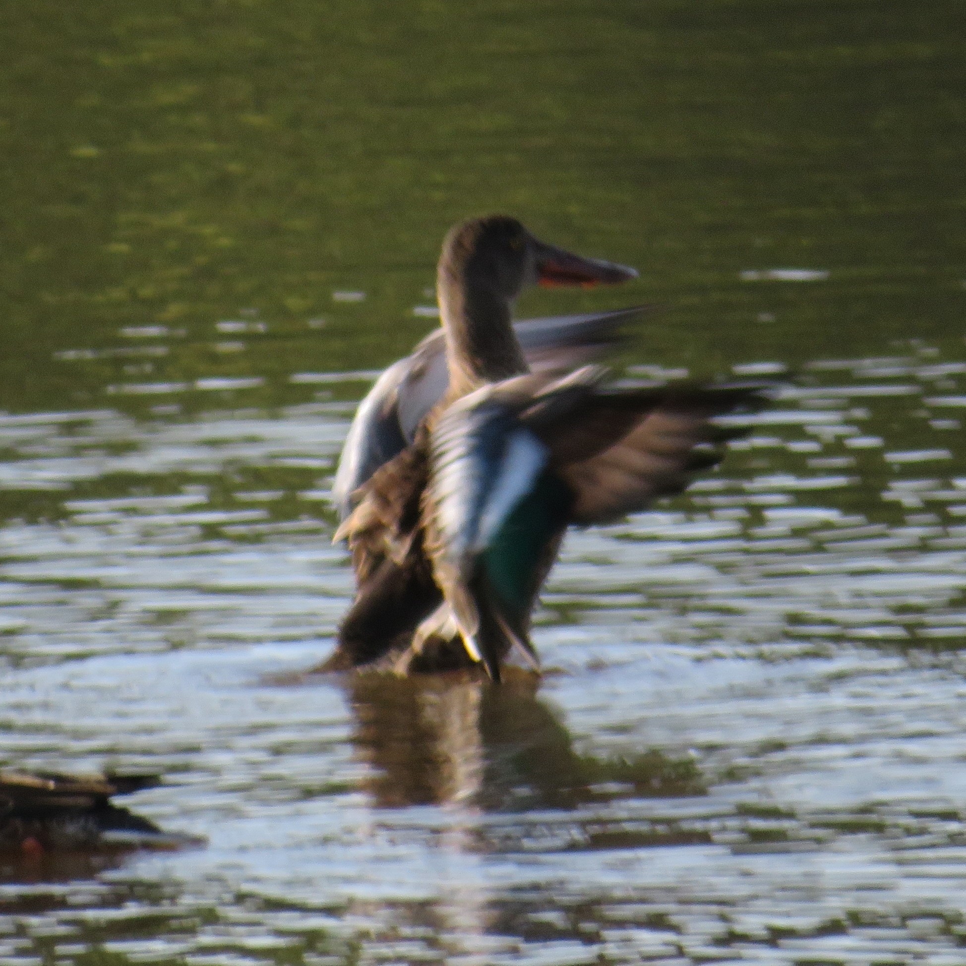 Northern Shoveler