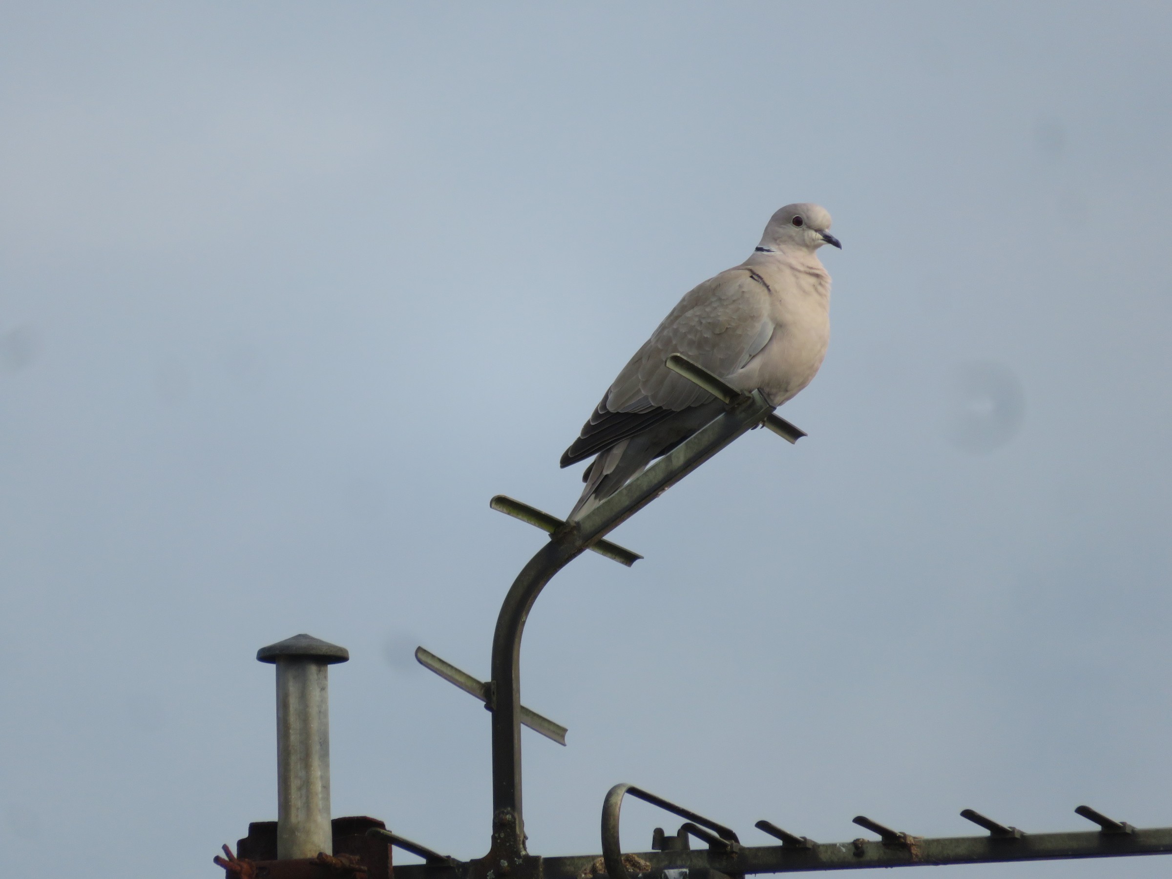 Eurasian Collared-Dove