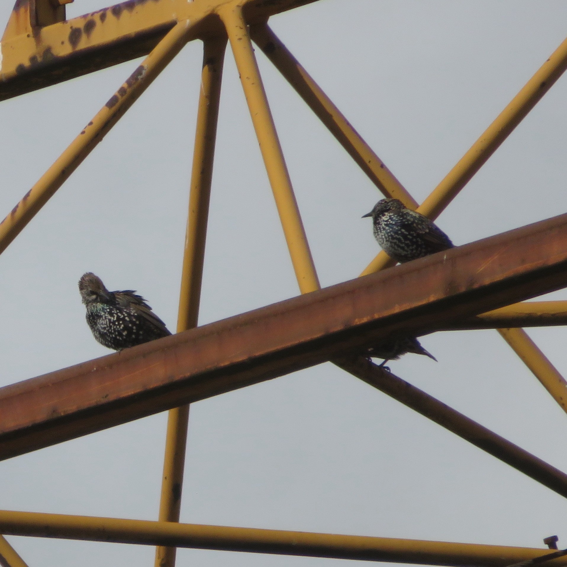 European Starling