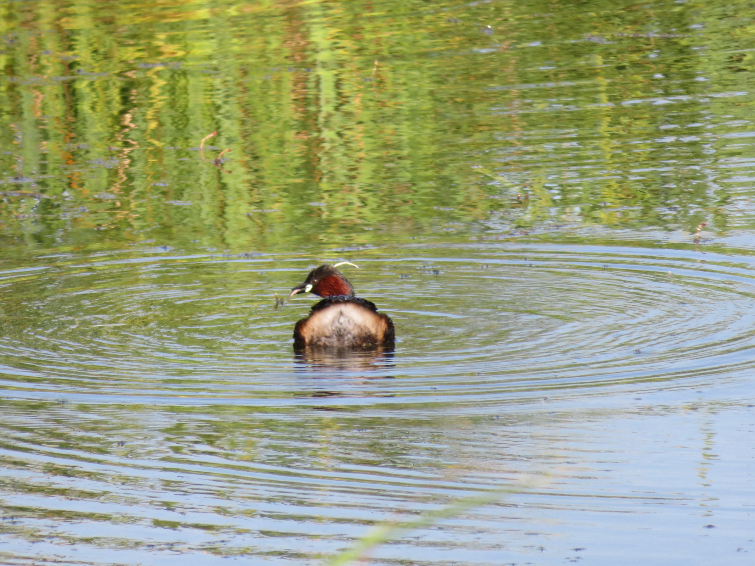 Little Grebe