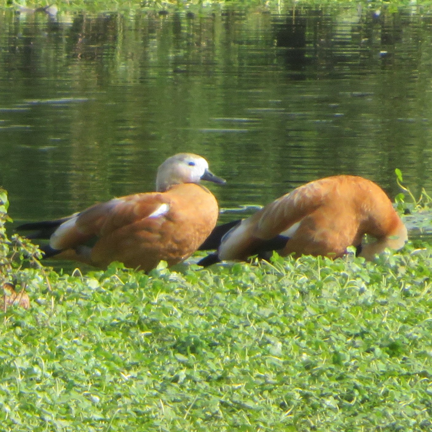 Ruddy Shelduck