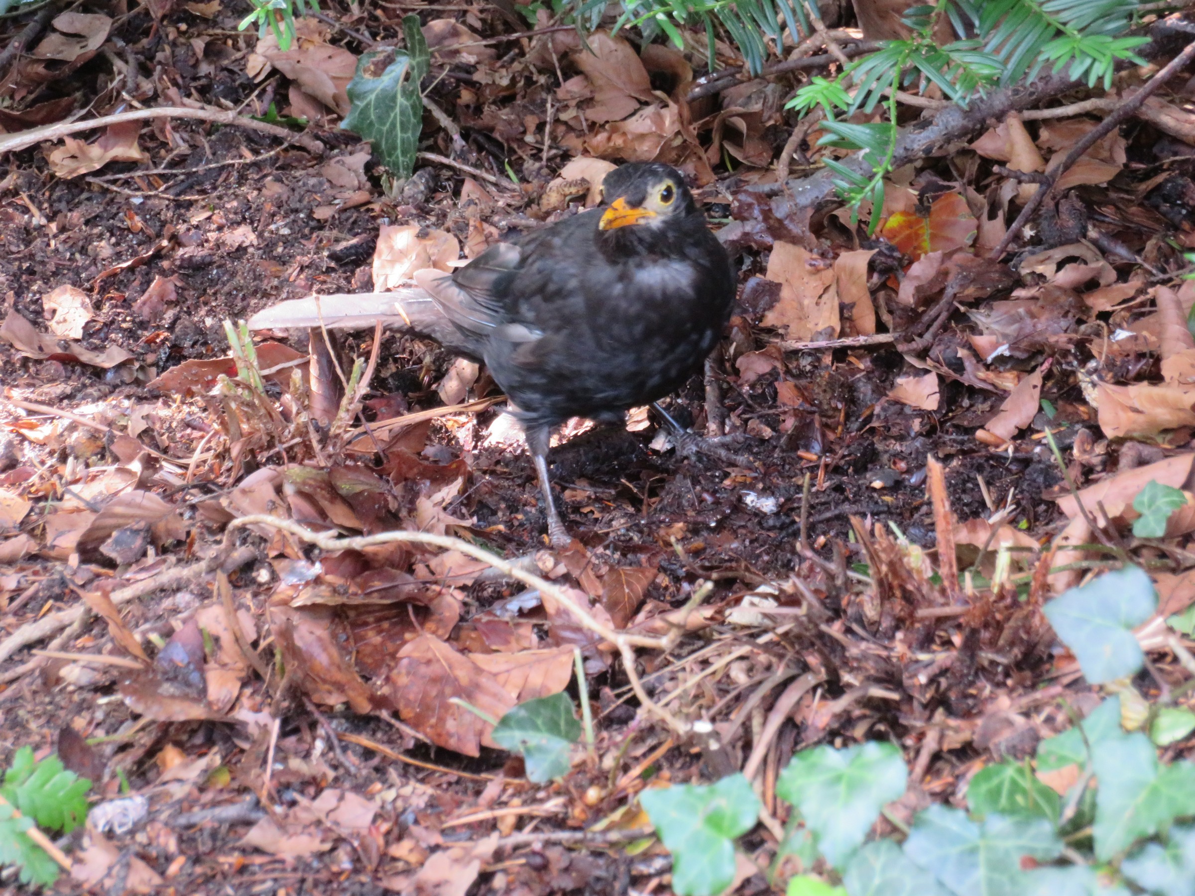Eurasian Blackbird