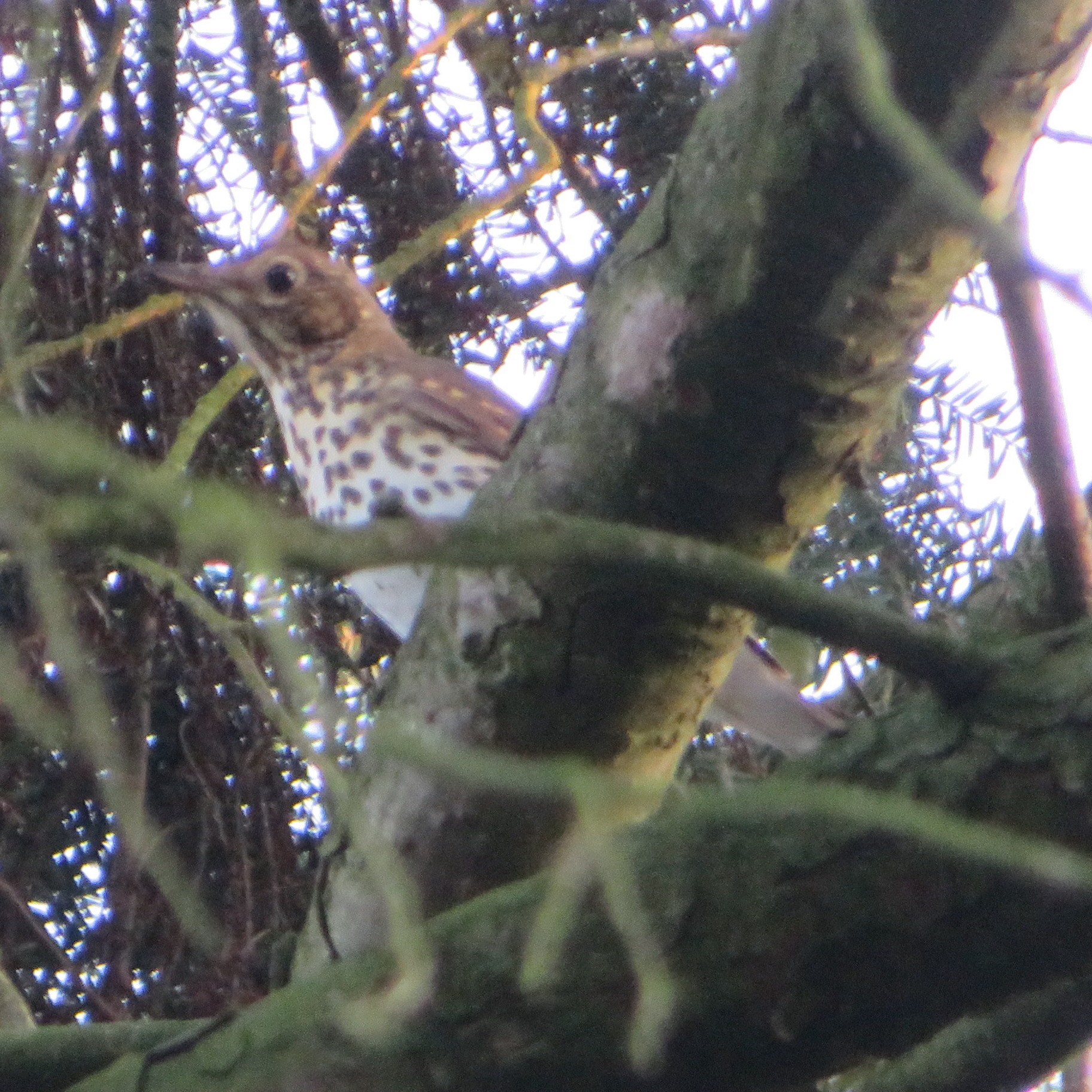 Song Thrush